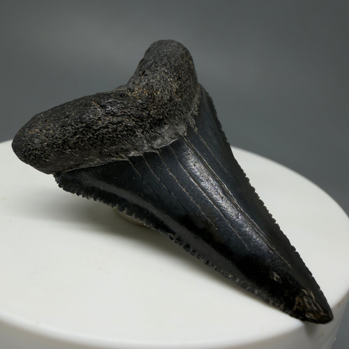 Front Left View Lower, sharply serrated 1.77" Fossil Great White Tooth for Sale GW1240 