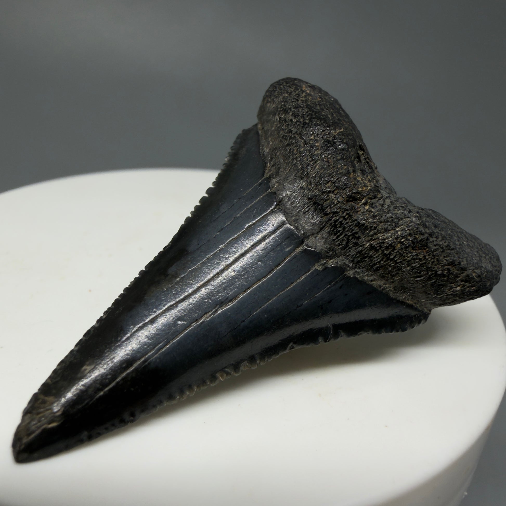 Front Right View Lower, sharply serrated 1.77" Fossil Great White Tooth for Sale GW1240 