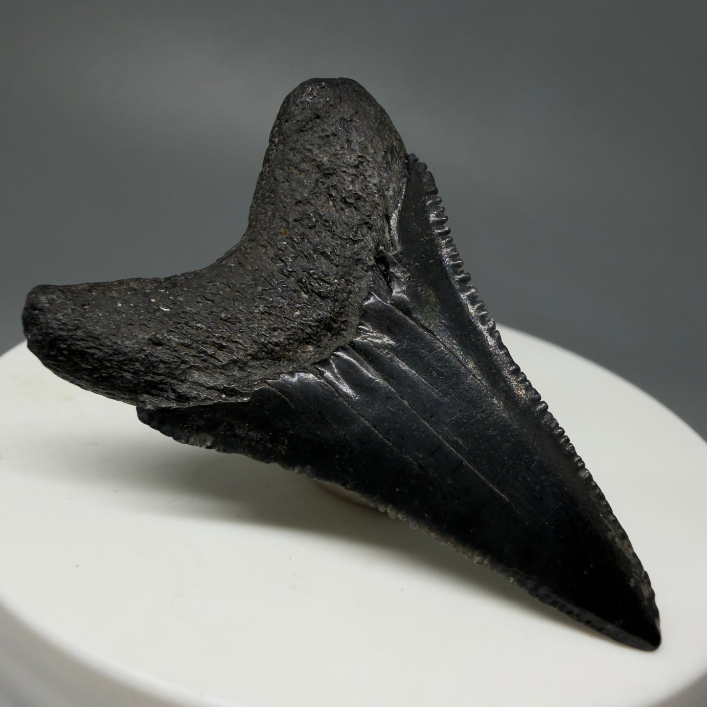 Back Left View Lower, sharply serrated 1.77" Fossil Great White Tooth for Sale GW1240 