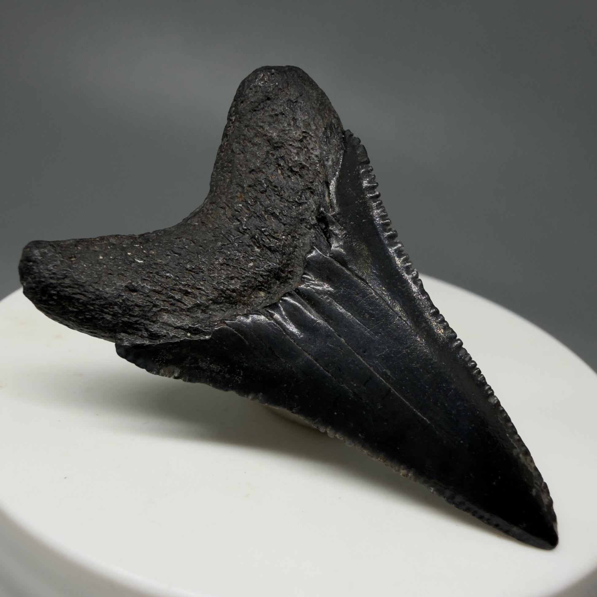 Back Left View Lower, sharply serrated 1.77" Fossil Great White Tooth for Sale GW1240 