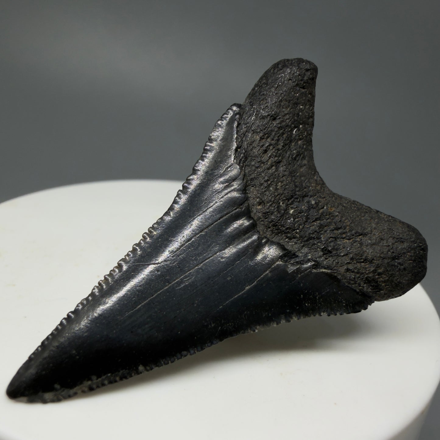Back Right View Lower, sharply serrated 1.77" Fossil Great White Tooth for Sale GW1240 