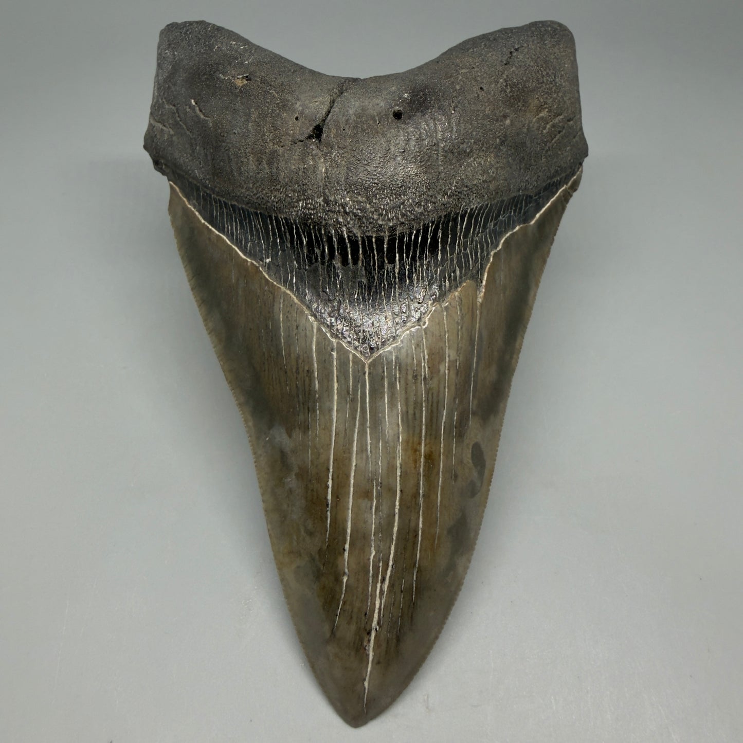 Front View Colorful, lower 5.09" Fossil Megalodon Tooth - South Carolina CM6337 - 2