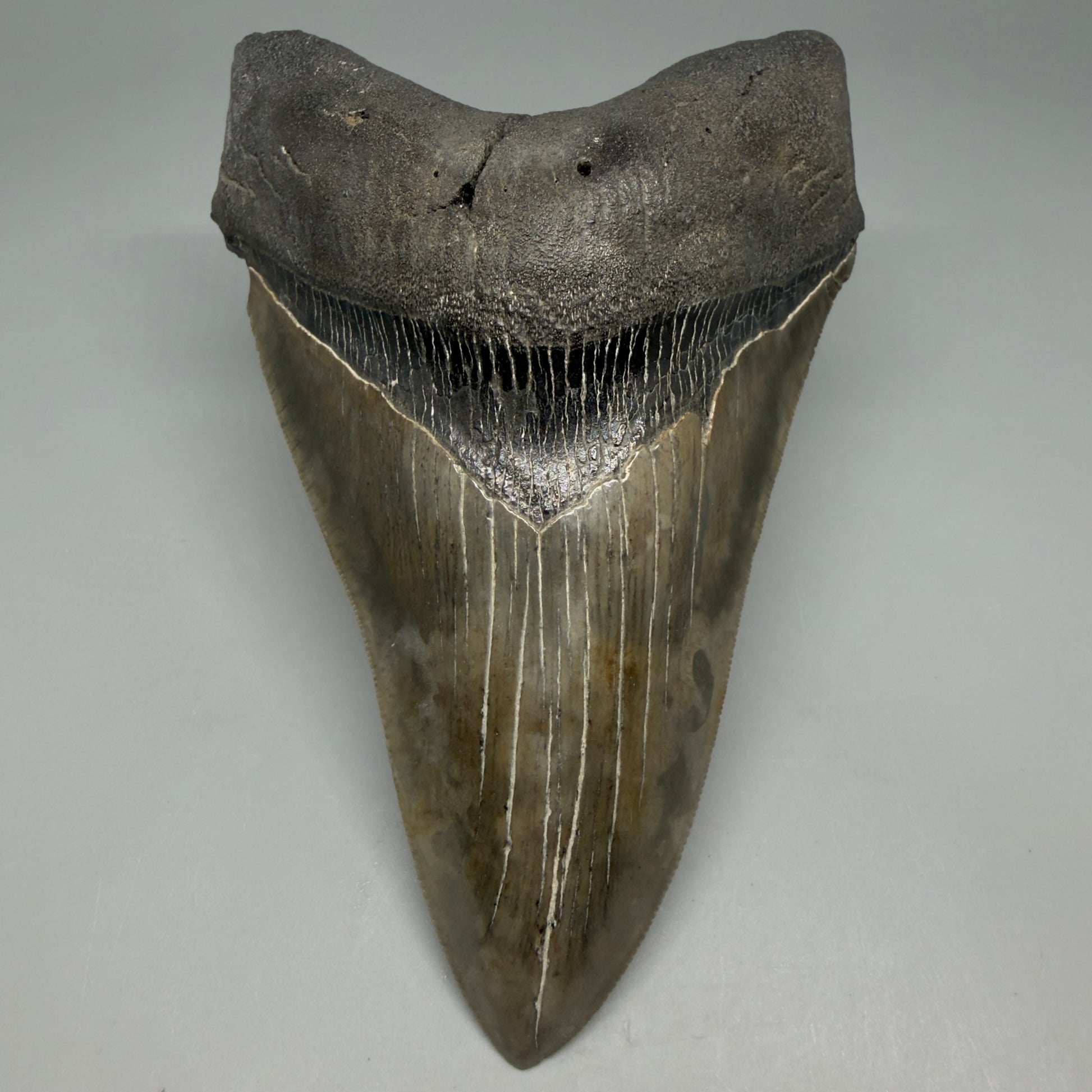 Front View Colorful, lower 5.09" Fossil Megalodon Tooth - South Carolina CM6337 - 2