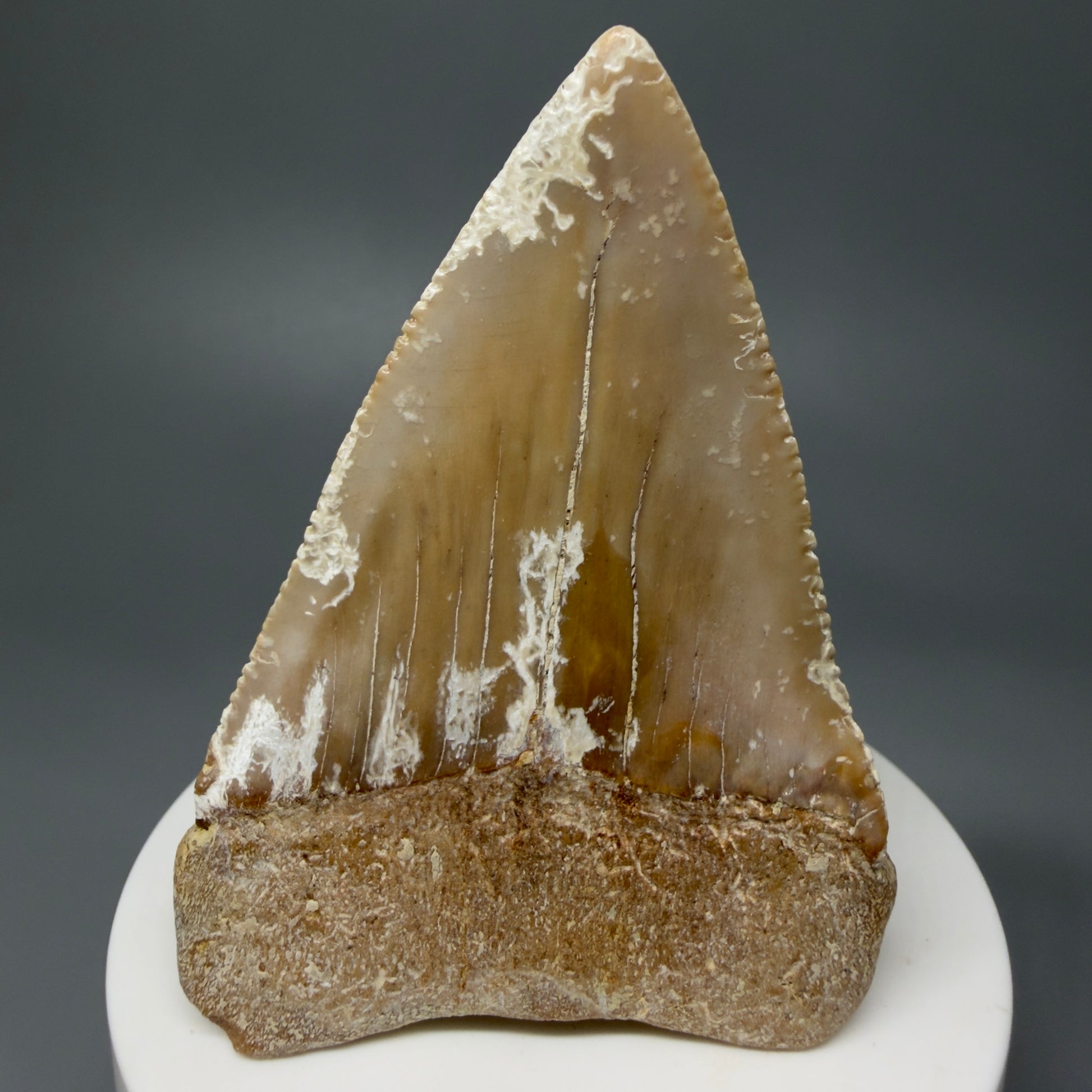 Back View HUGE - Colorful 2.84" Fossil Great White Shark Tooth from B. California GW1237 