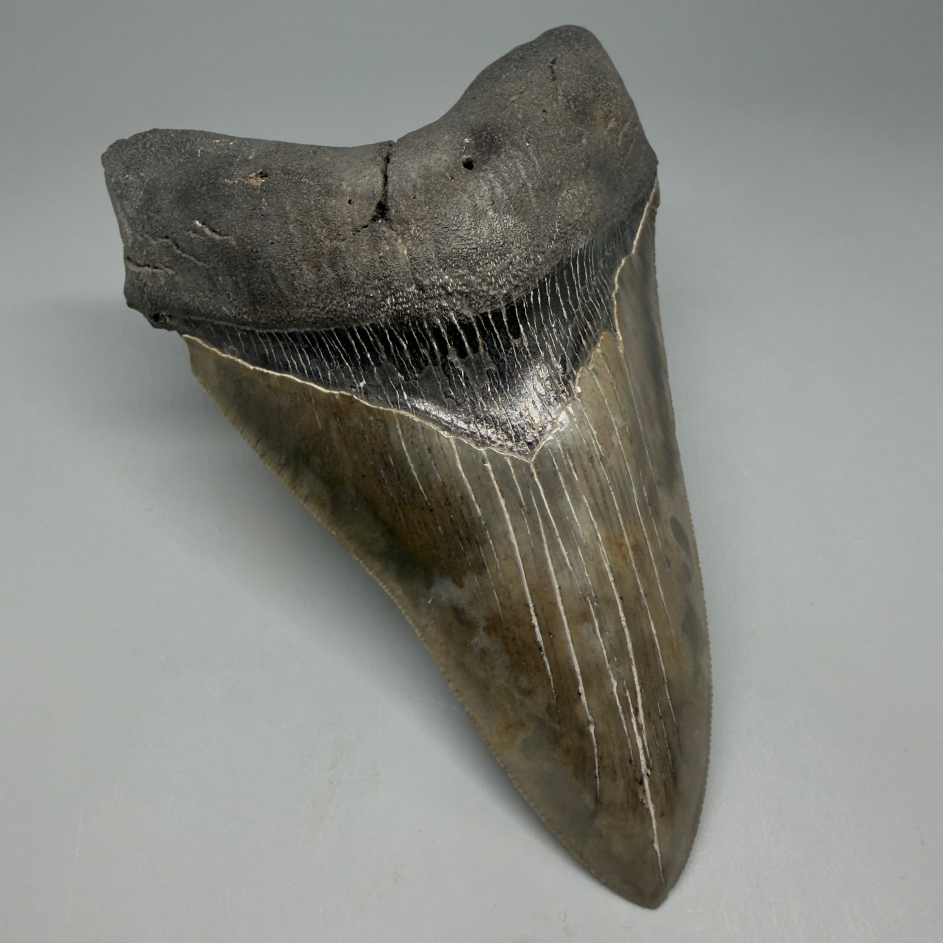 Front Left View Colorful, lower 5.09" Fossil Megalodon Tooth - South Carolina CM6337