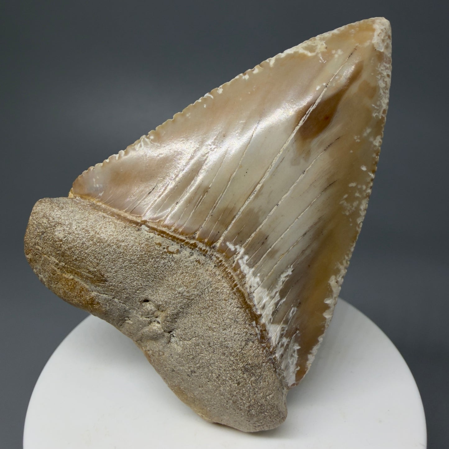 Front View HUGE - Colorful 2.84" Fossil Great White Shark Tooth from B. California GW1237 - 1