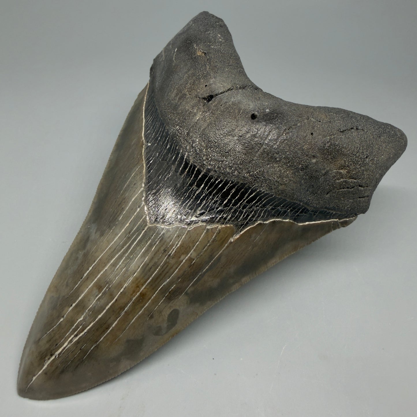 Front Right View Colorful, lower 5.09" Fossil Megalodon Tooth - South Carolina CM6337