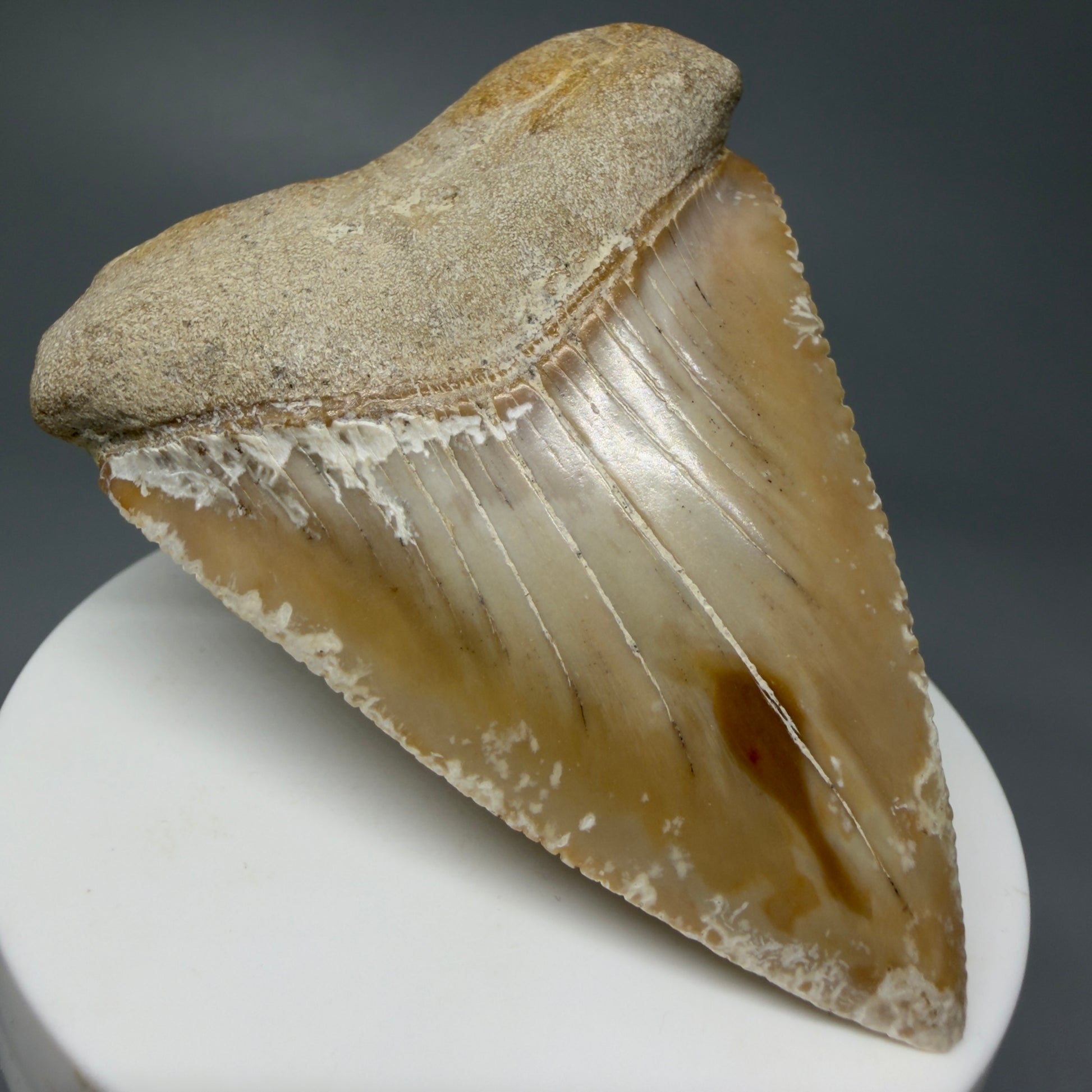 Front Left View HUGE - Colorful 2.84" Fossil Great White Shark Tooth from B. California GW1237 