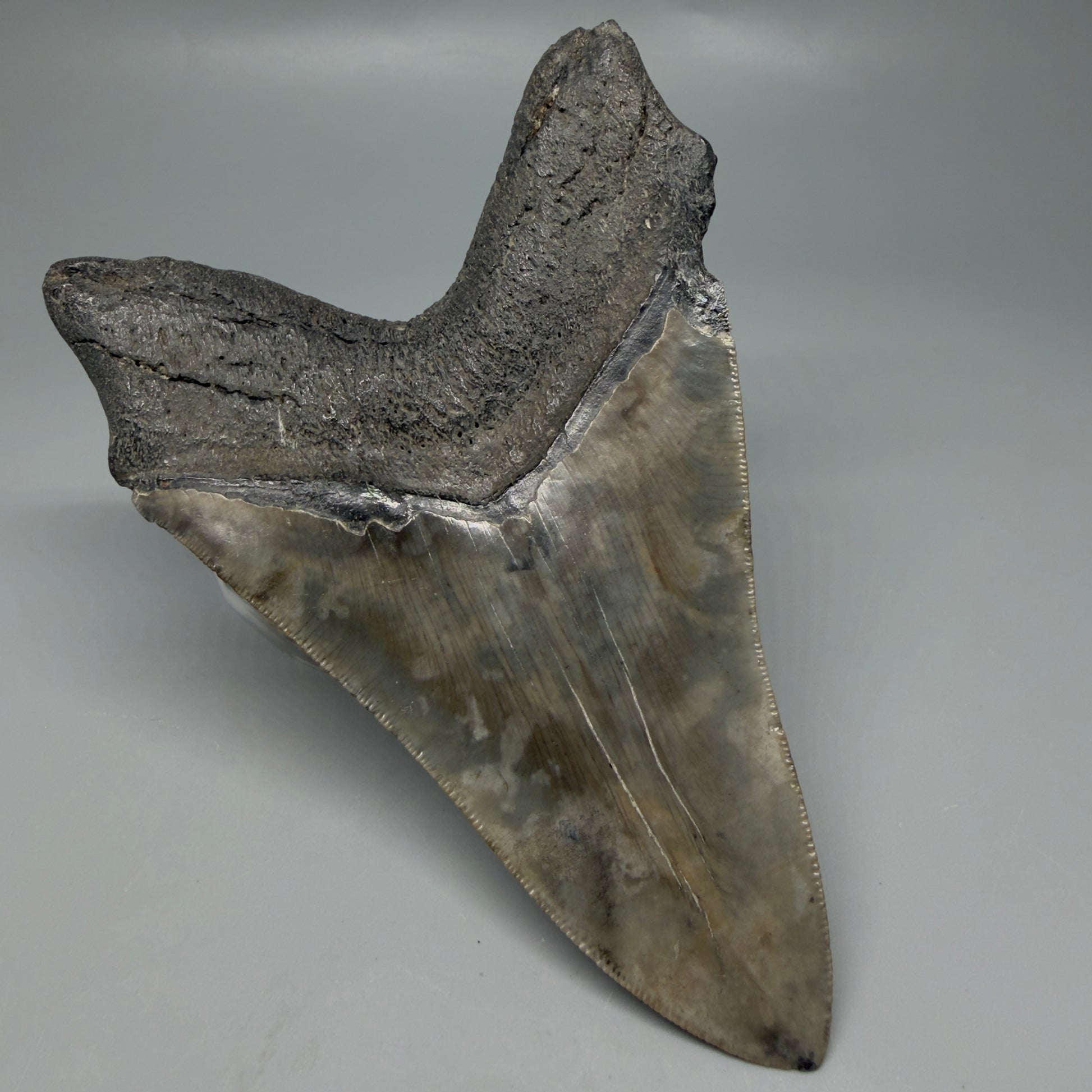 Back Left  View Colorful, lower 5.09" Fossil Megalodon Tooth - South Carolina CM6337