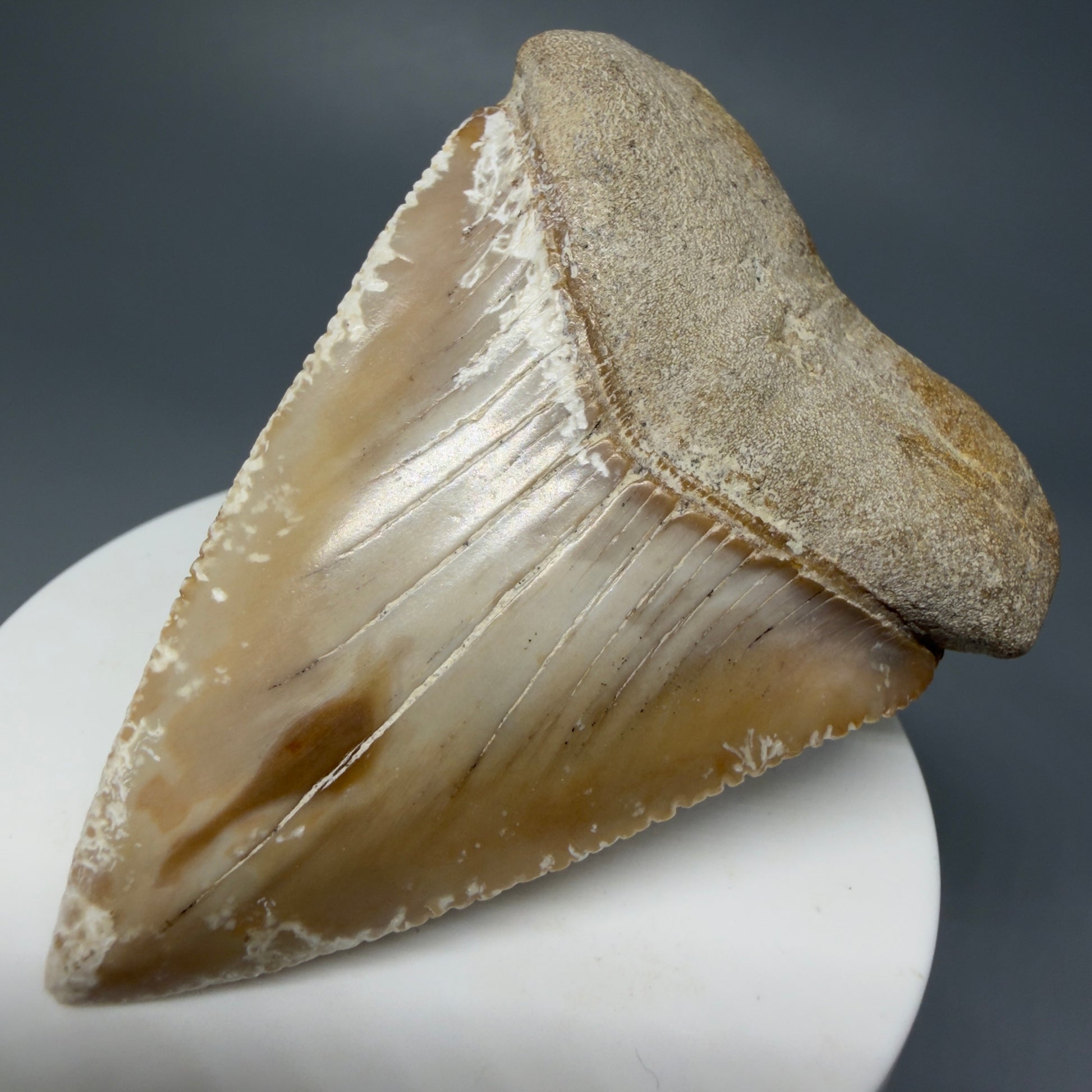 Front Right View HUGE - Colorful 2.84" Fossil Great White Shark Tooth from B. California GW1237 