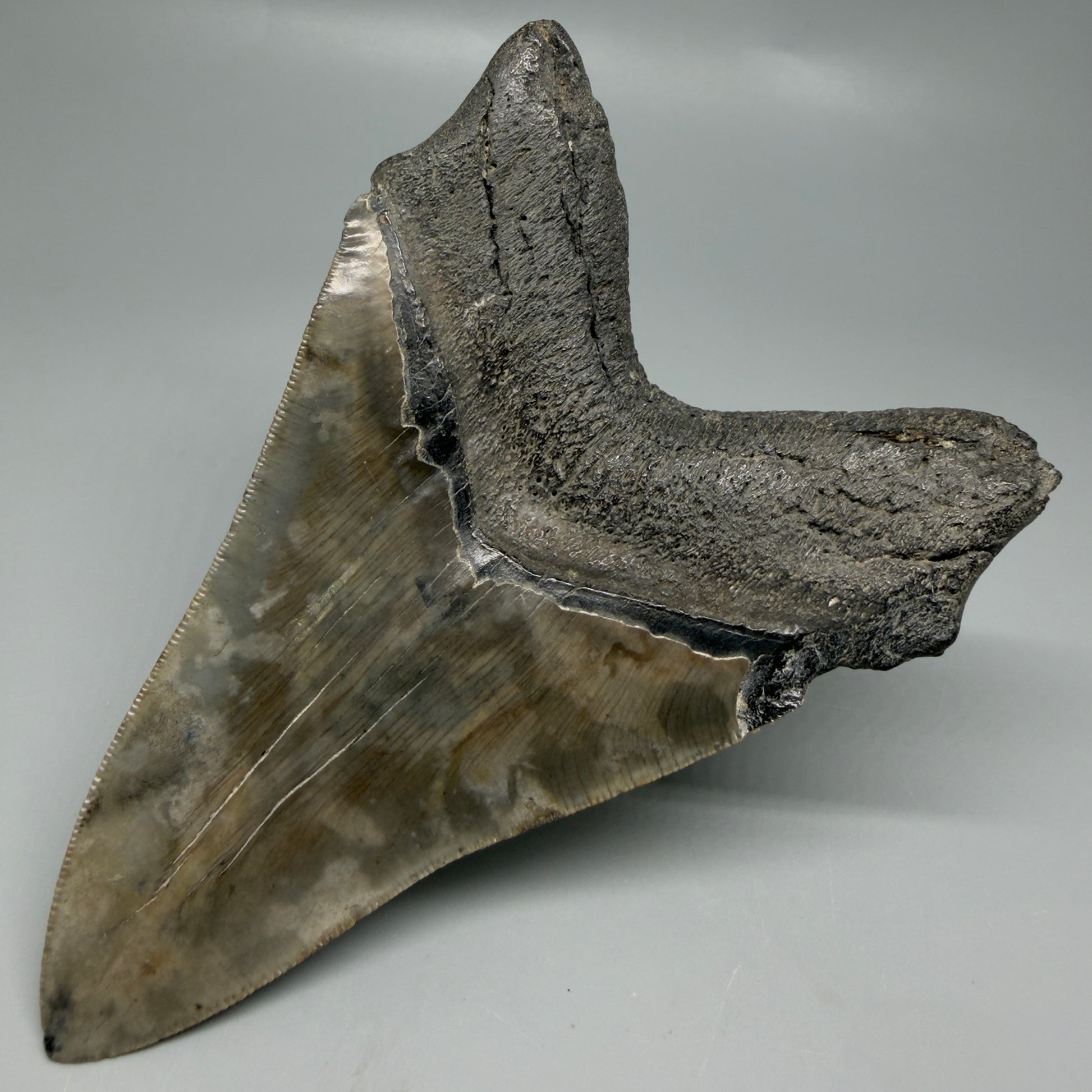 Back Right View Colorful, lower 5.09" Fossil Megalodon Tooth - South Carolina CM6337