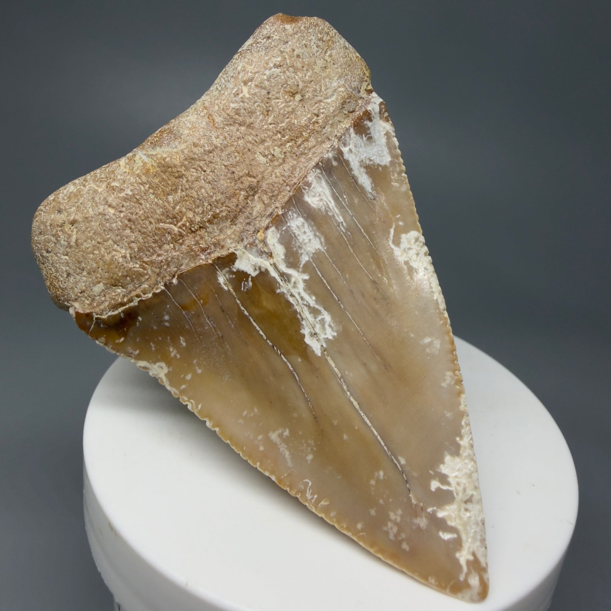 Back Left View HUGE - Colorful 2.84" Fossil Great White Shark Tooth from B. California GW1237 