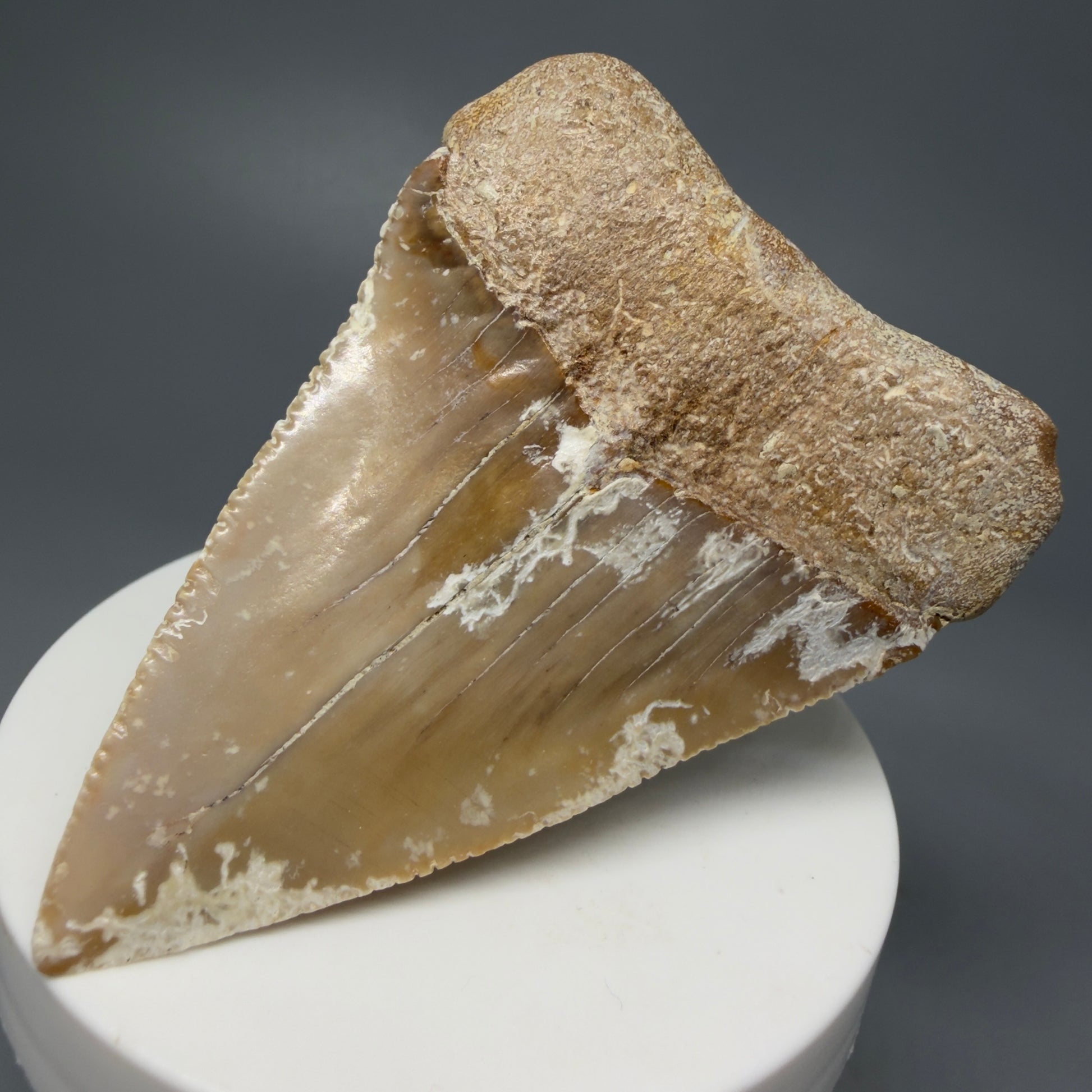 Back Right View HUGE - Colorful 2.84" Fossil Great White Shark Tooth from B. California GW1237 