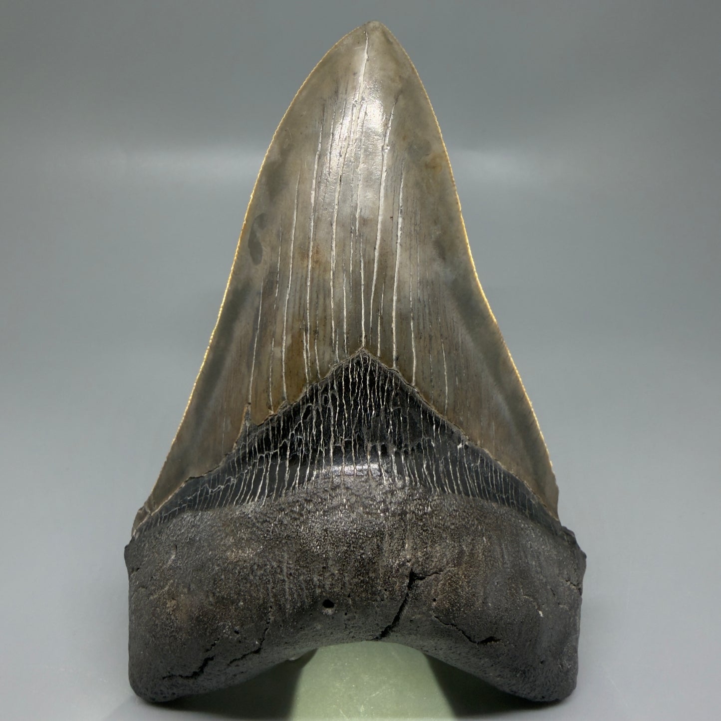 Front View Colorful, lower 5.09" Fossil Megalodon Tooth - South Carolina CM6337 - 3