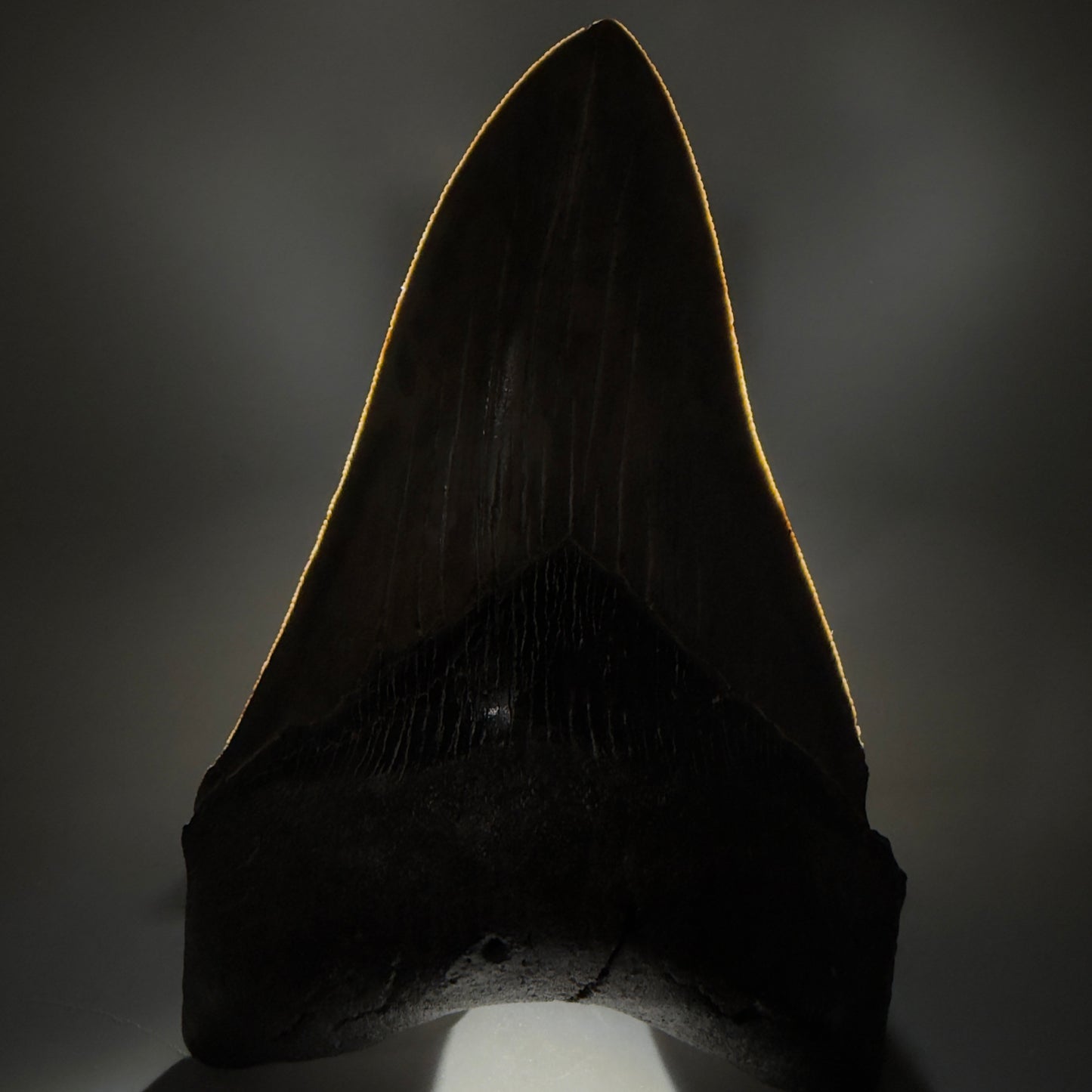 Front View Colorful, lower 5.09" Fossil Megalodon Tooth - South Carolina CM6337 - 1