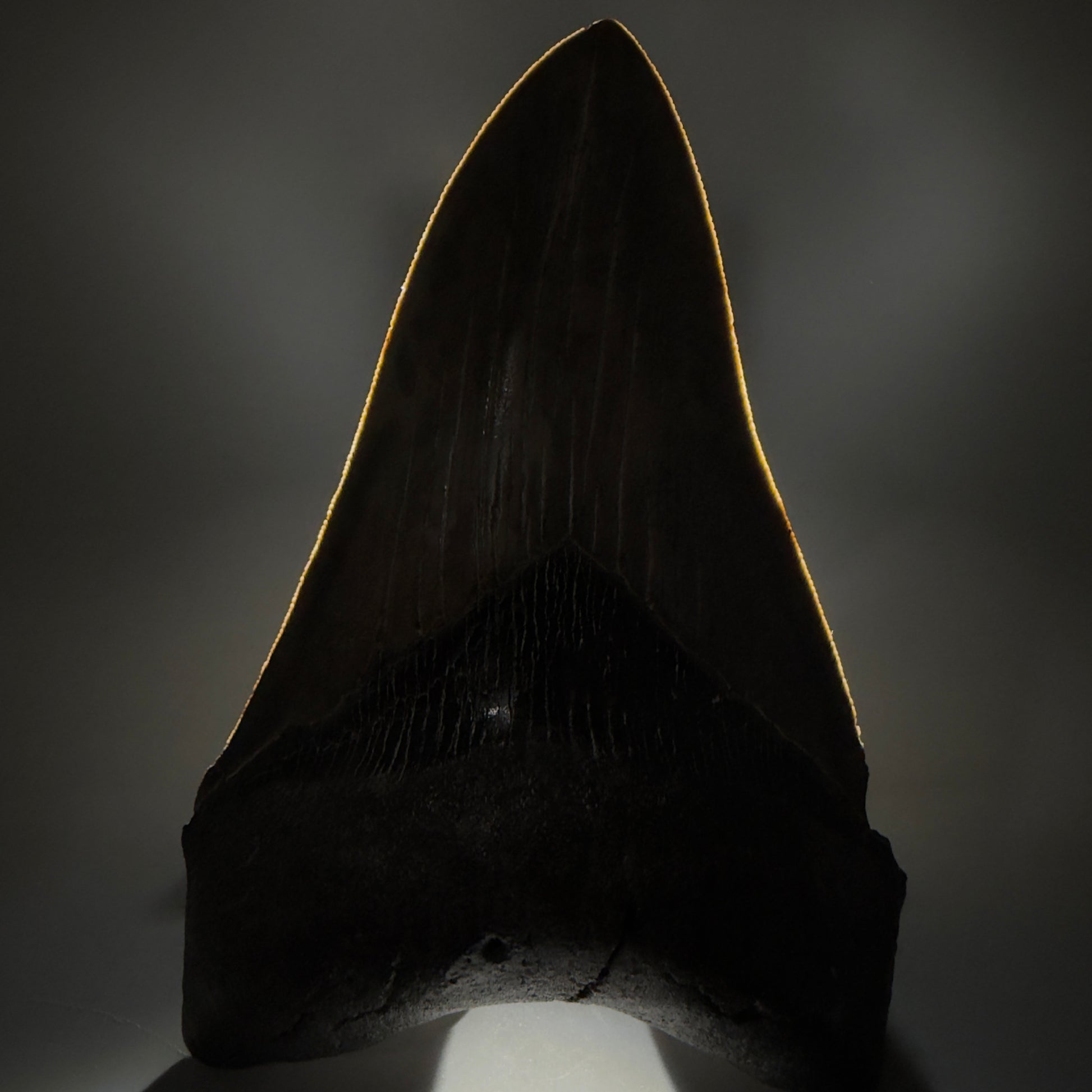 Front View Colorful, lower 5.09" Fossil Megalodon Tooth - South Carolina CM6337 - 1