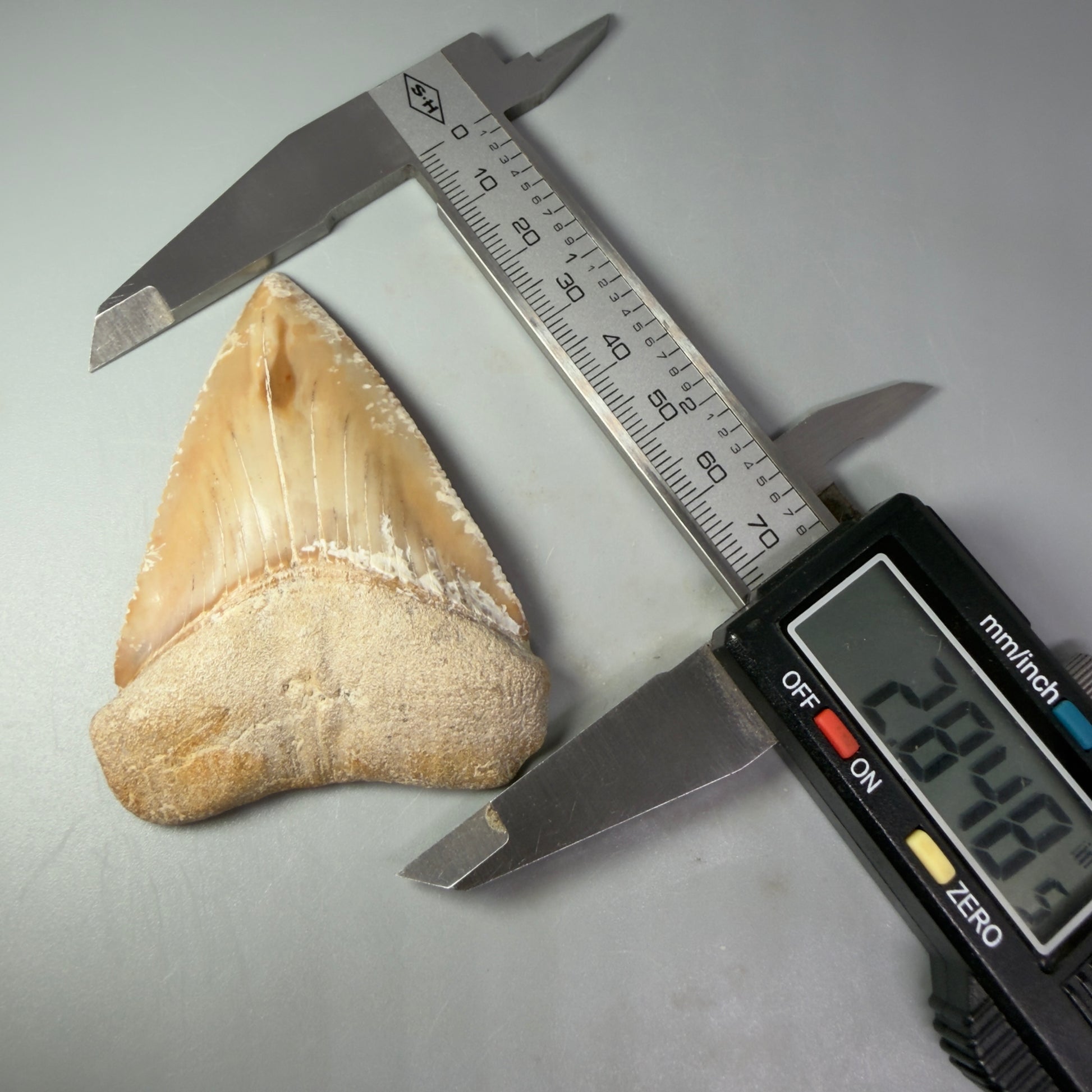 Front View on calipers HUGE - Colorful 2.84" Fossil Great White Shark Tooth from B. California GW1237 