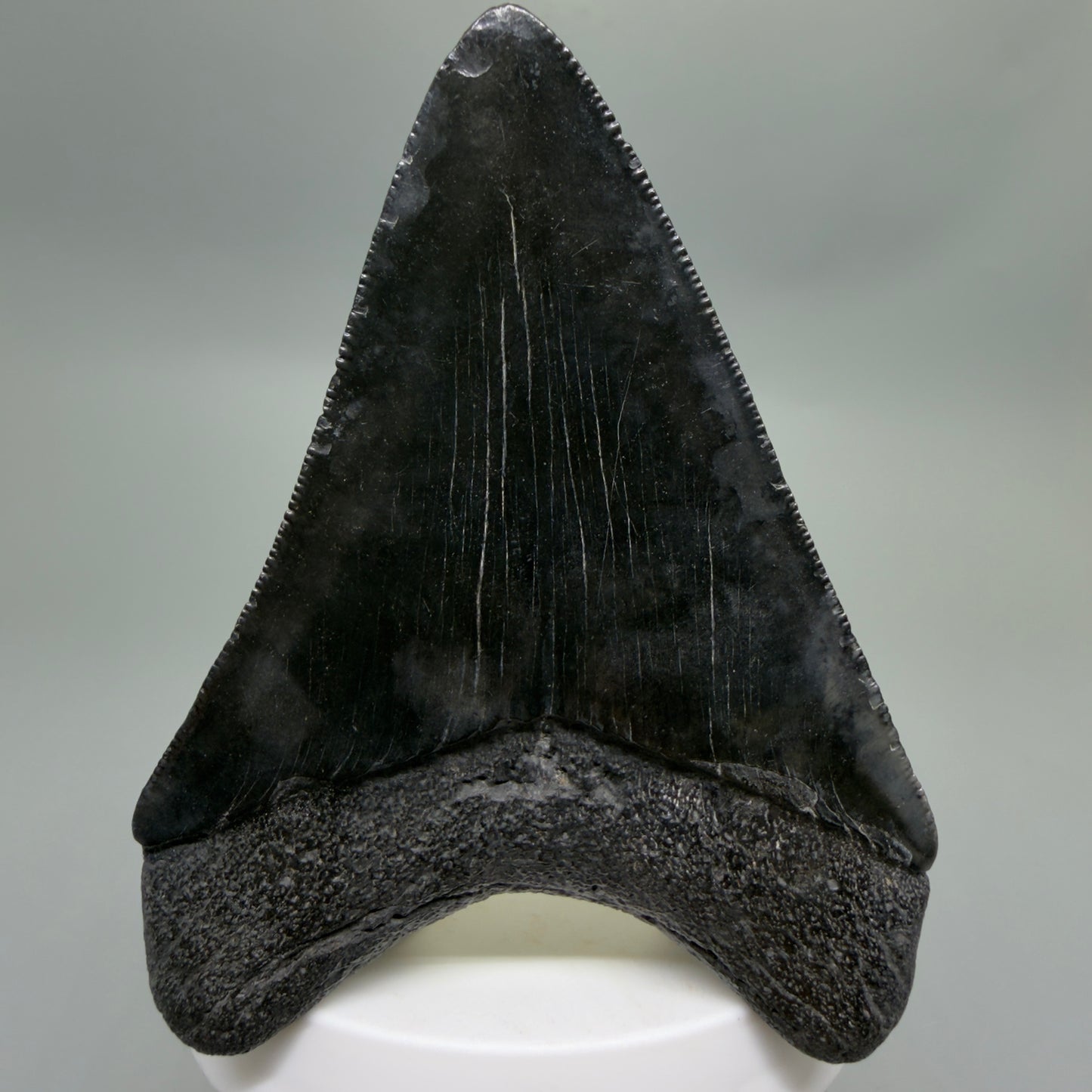 Back View Dark colors, sharply serrated 3.47" Fossil Megalodon Tooth from South Carolina CM6326