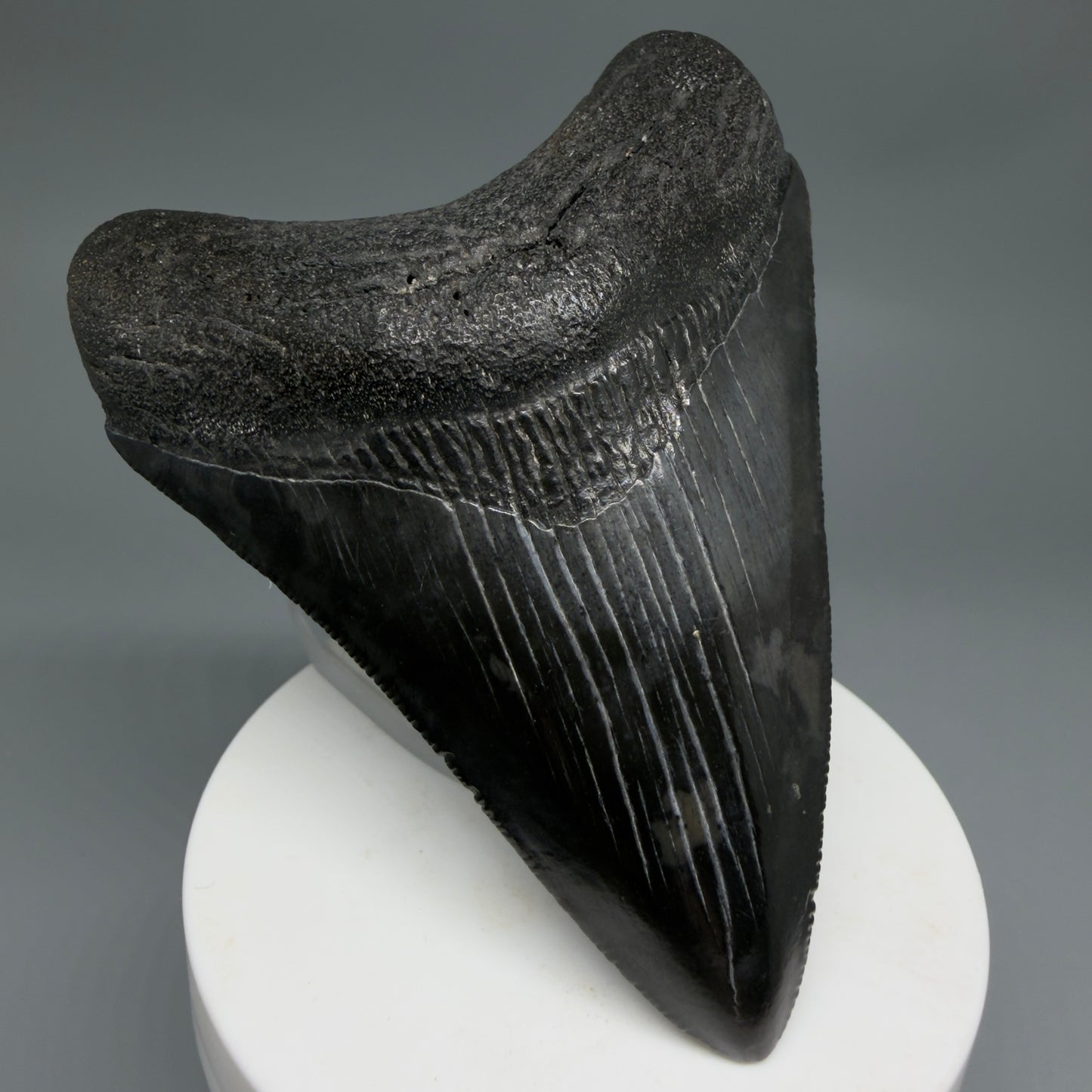 Front Left View Dark colors, sharply serrated 3.47" Fossil Megalodon Tooth from South Carolina CM6326