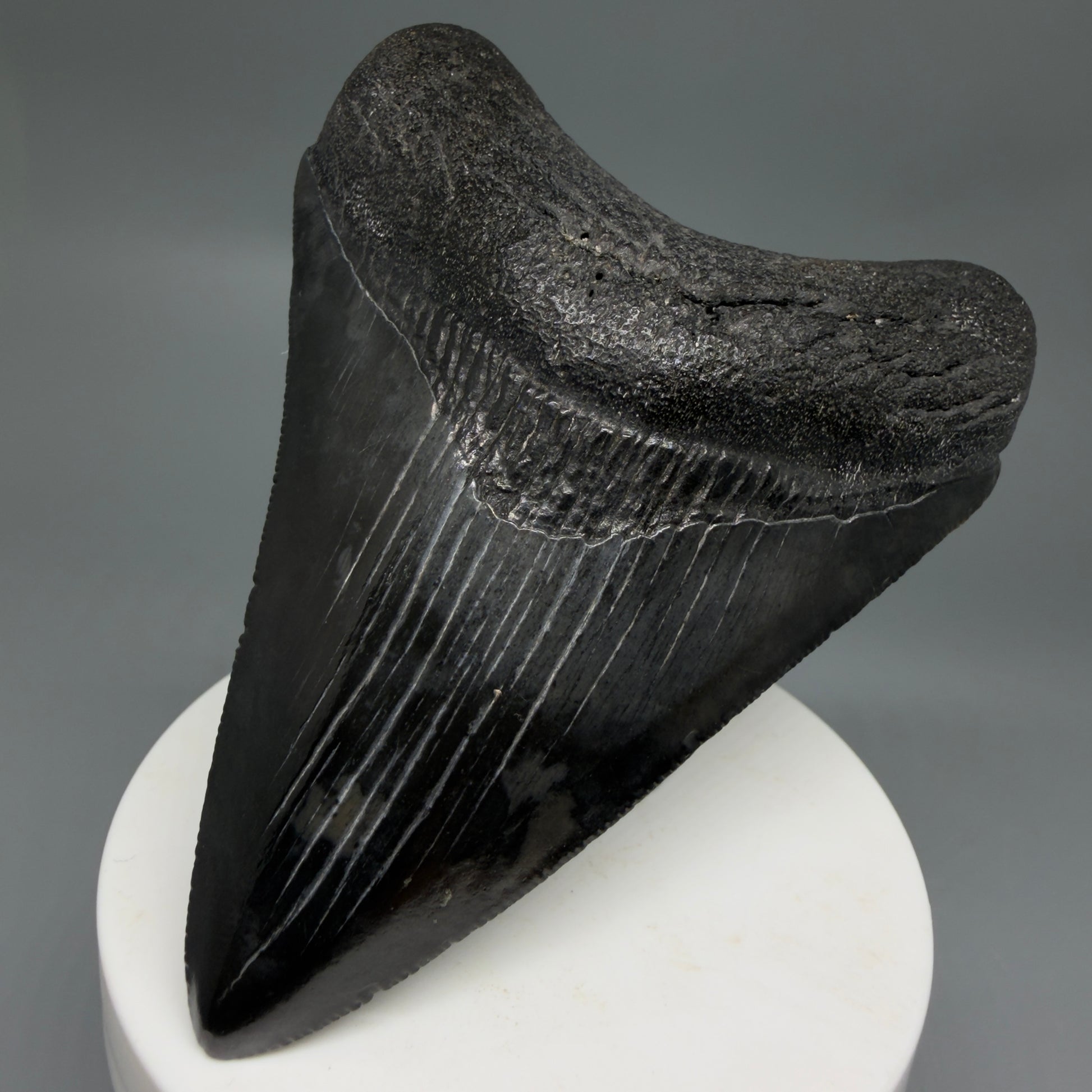 Front Right View Dark colors, sharply serrated 3.47" Fossil Megalodon Tooth from South Carolina CM6326