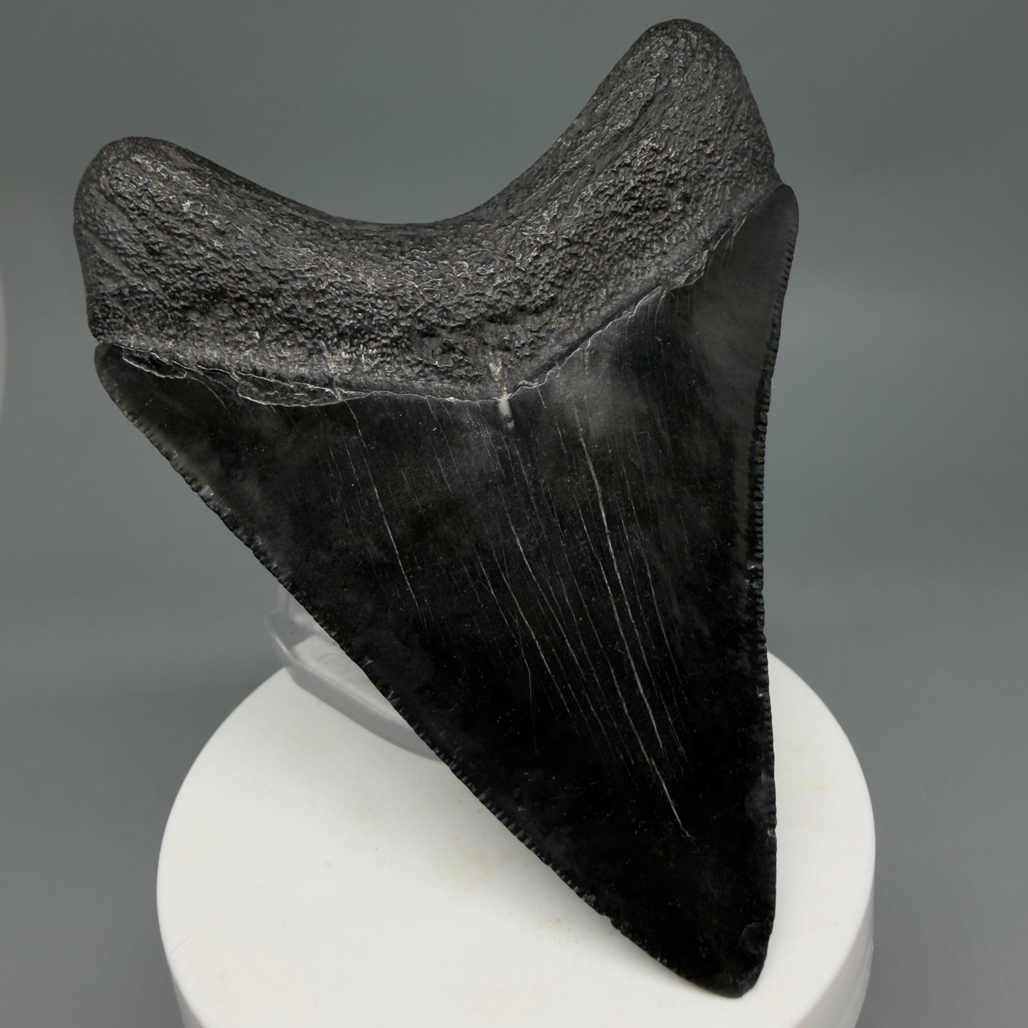 Back Left View Dark colors, sharply serrated 3.47" Fossil Megalodon Tooth from South Carolina CM6326