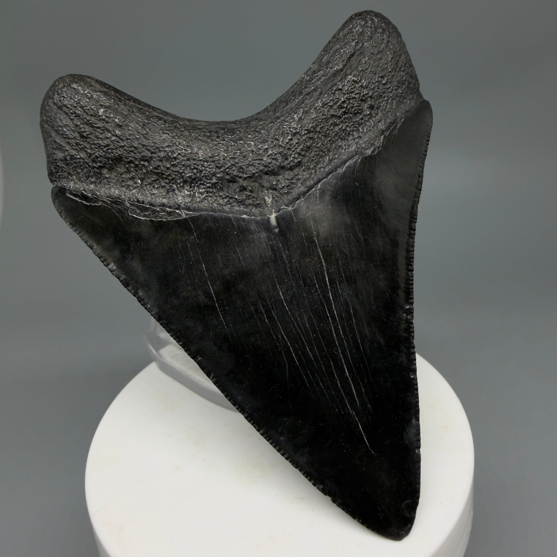 Back Left View Dark colors, sharply serrated 3.47" Fossil Megalodon Tooth from South Carolina CM6326