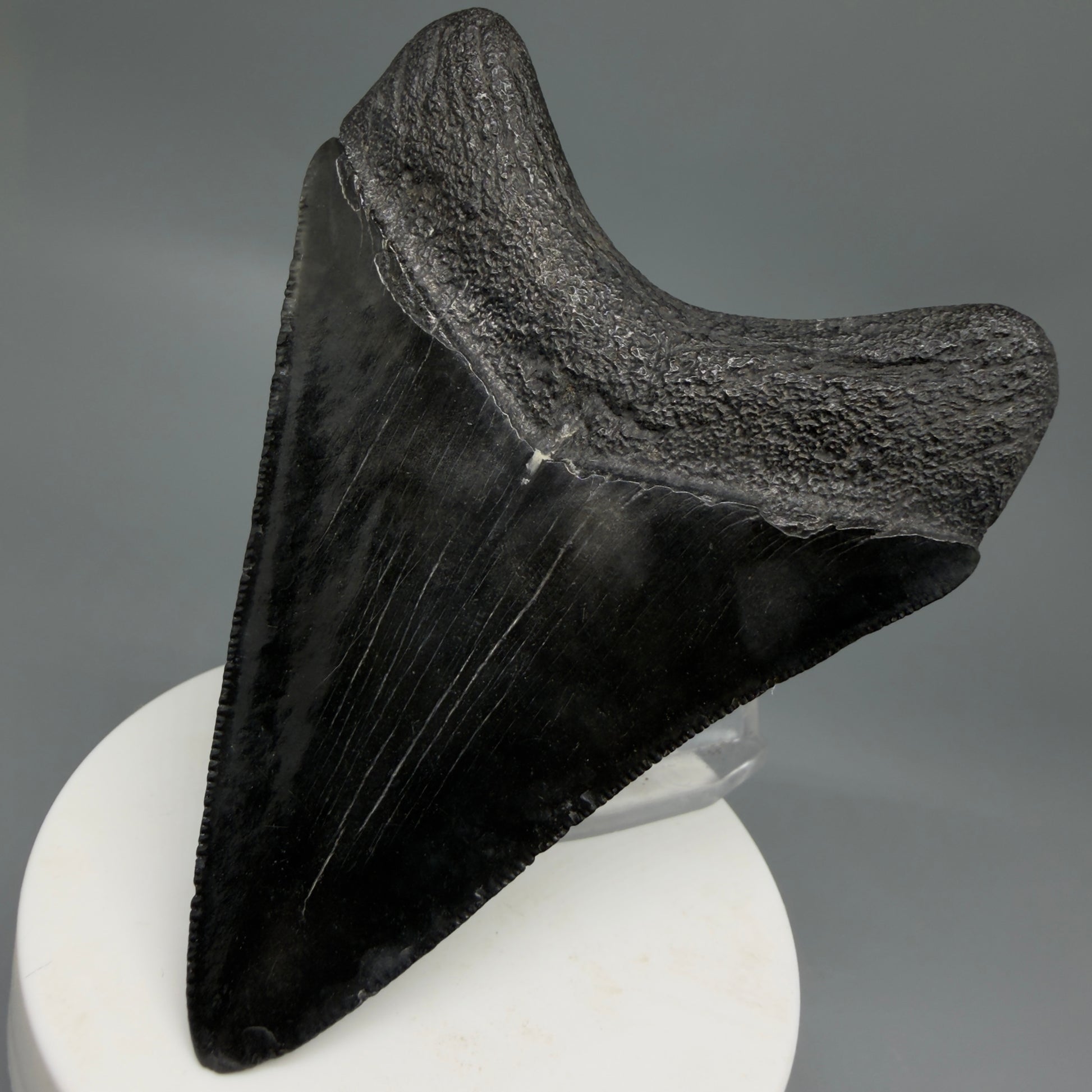 Back Right View Dark colors, sharply serrated 3.47" Fossil Megalodon Tooth from South Carolina CM6326