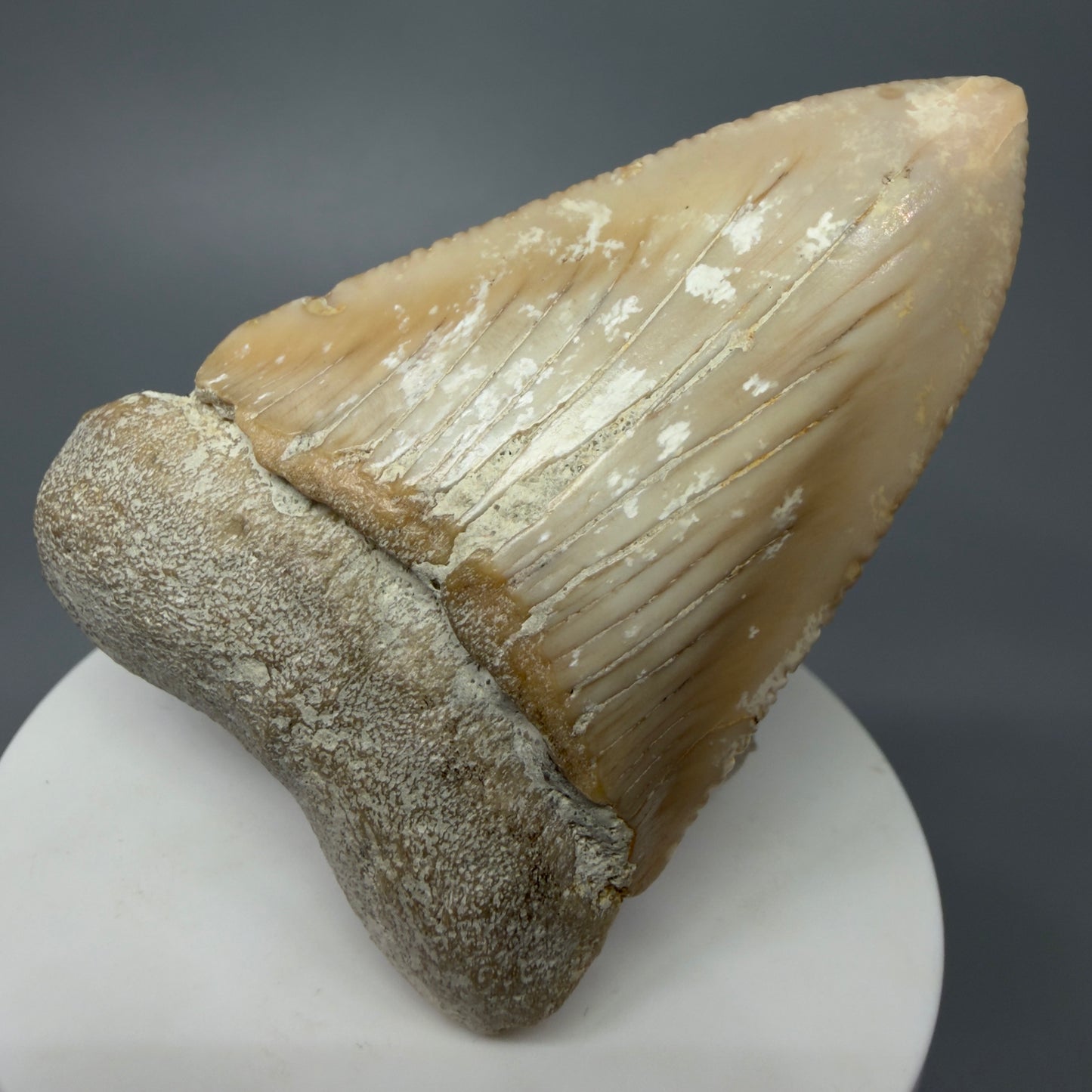 Front View Very Large - Colorful 2.76" Fossil Great White Shark Tooth from B. California GW1238 - 1