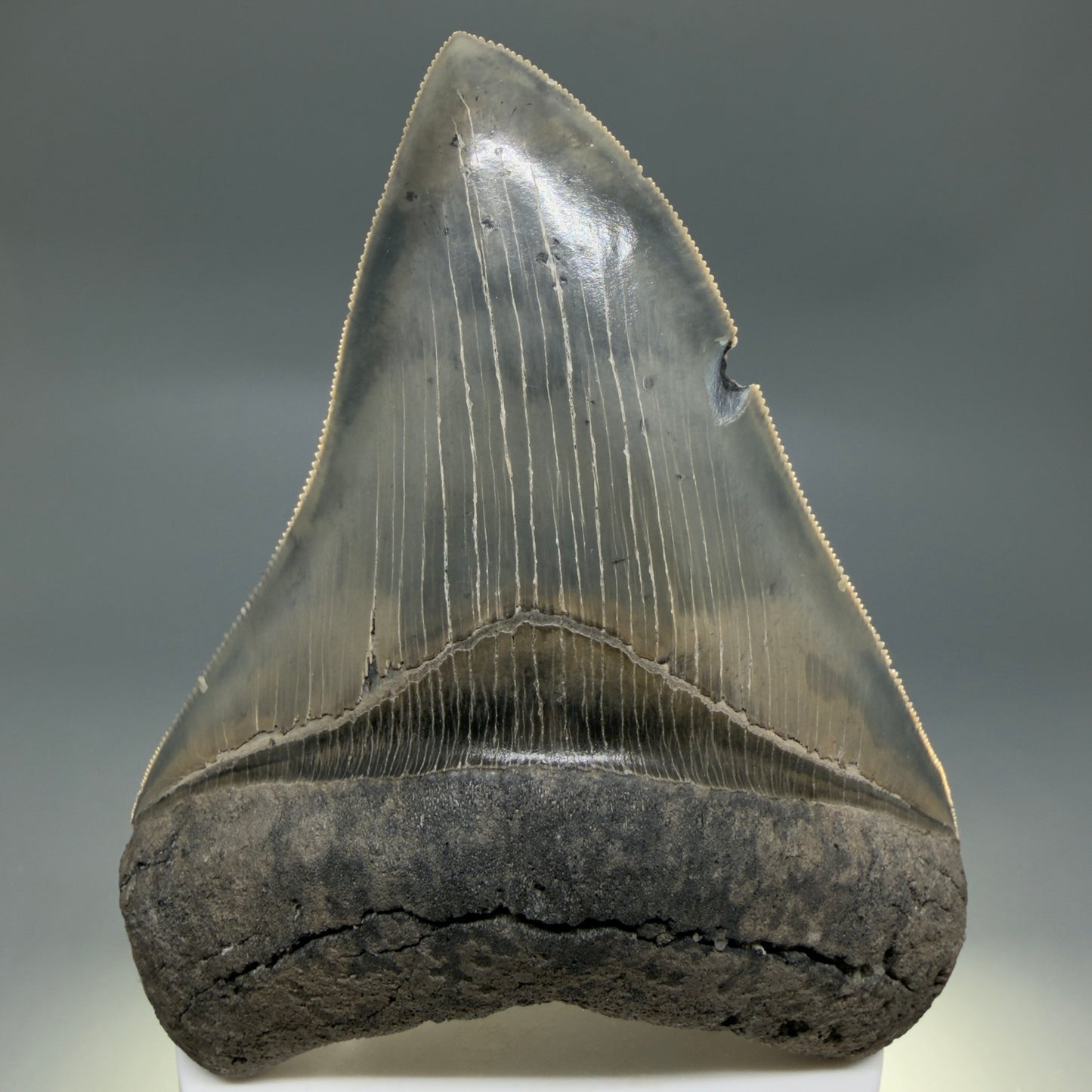 Front View Colorful, sharply serrated 3.97" Fossil Megalodon Tooth from South Carolina CM6329 - 2
