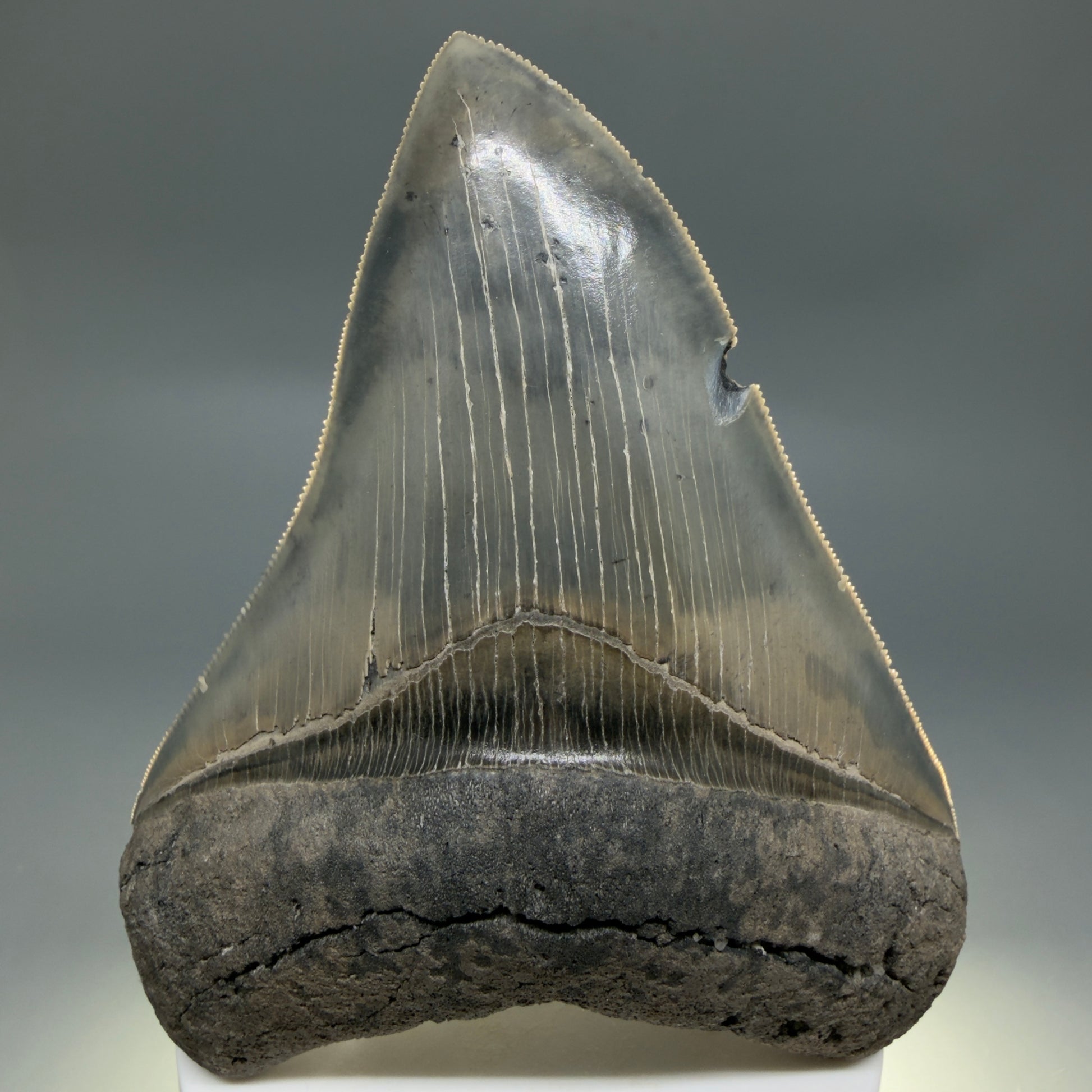 Front View Colorful, sharply serrated 3.97" Fossil Megalodon Tooth from South Carolina CM6329 - 2