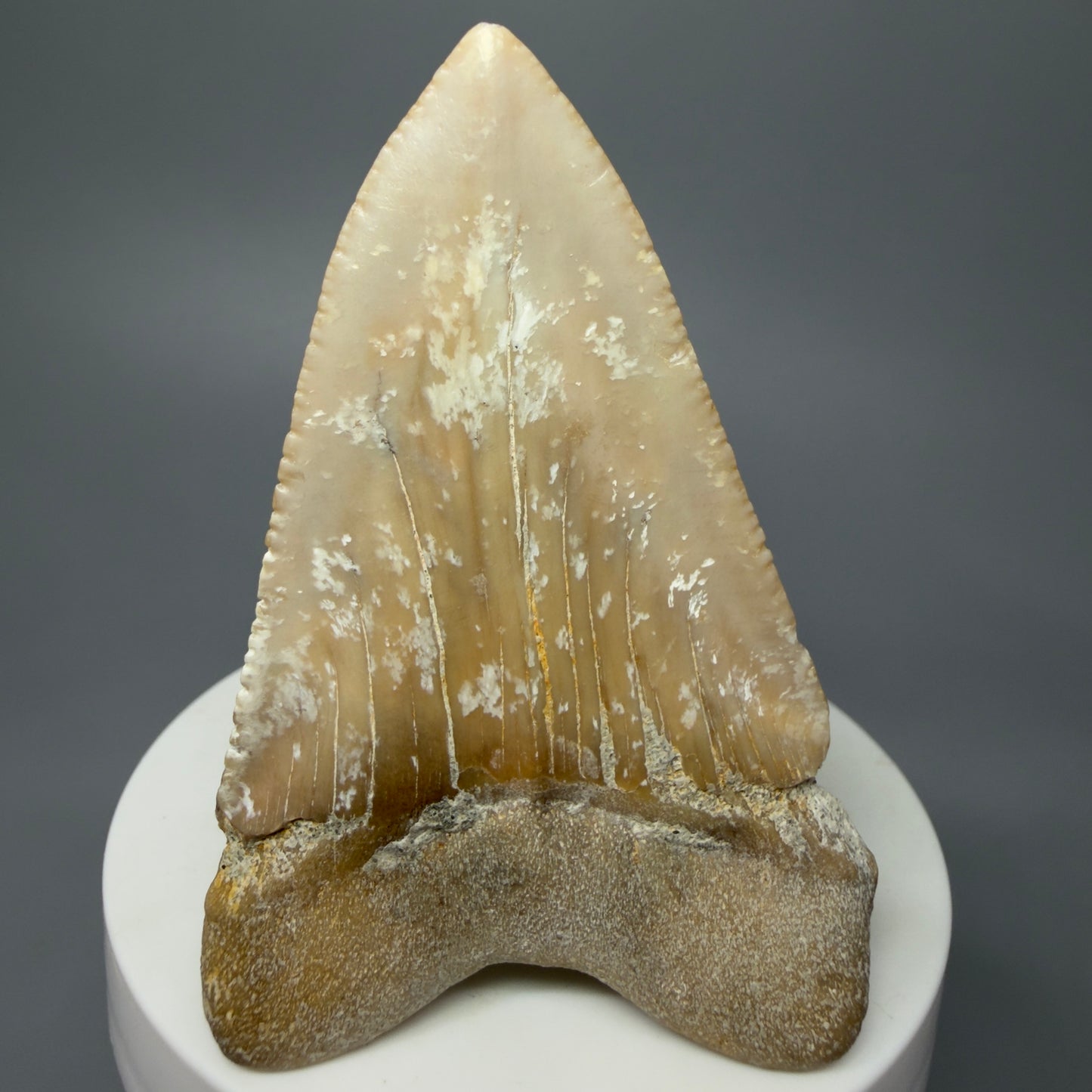 Back View Very Large - Colorful 2.76" Fossil Great White Shark Tooth from B. California GW1238 