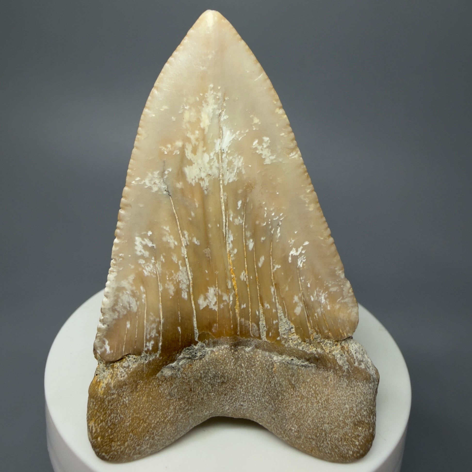 Back View Very Large - Colorful 2.76" Fossil Great White Shark Tooth from B. California GW1238 