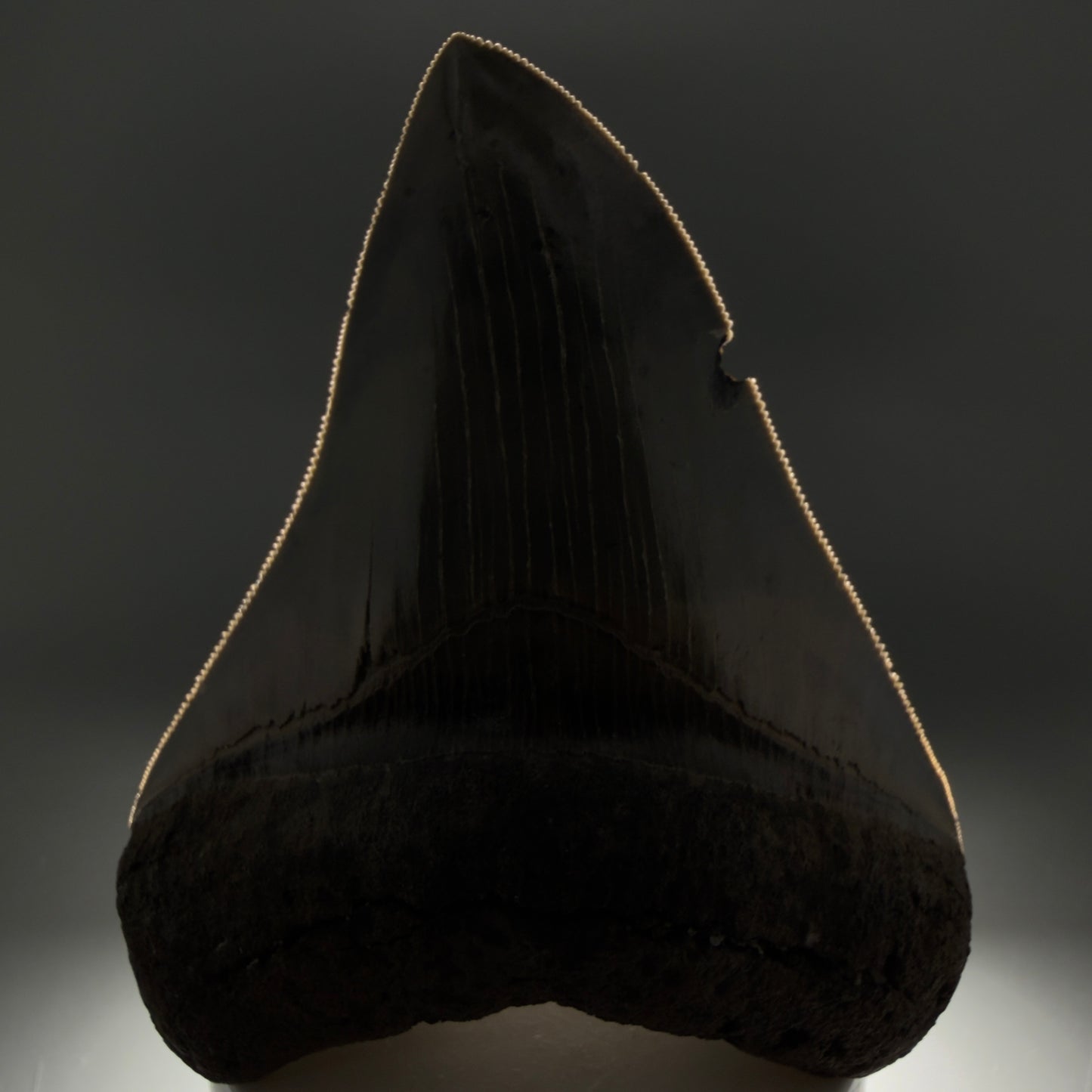 Front View Colorful, sharply serrated 3.97" Fossil Megalodon Tooth from South Carolina CM6329 - 1