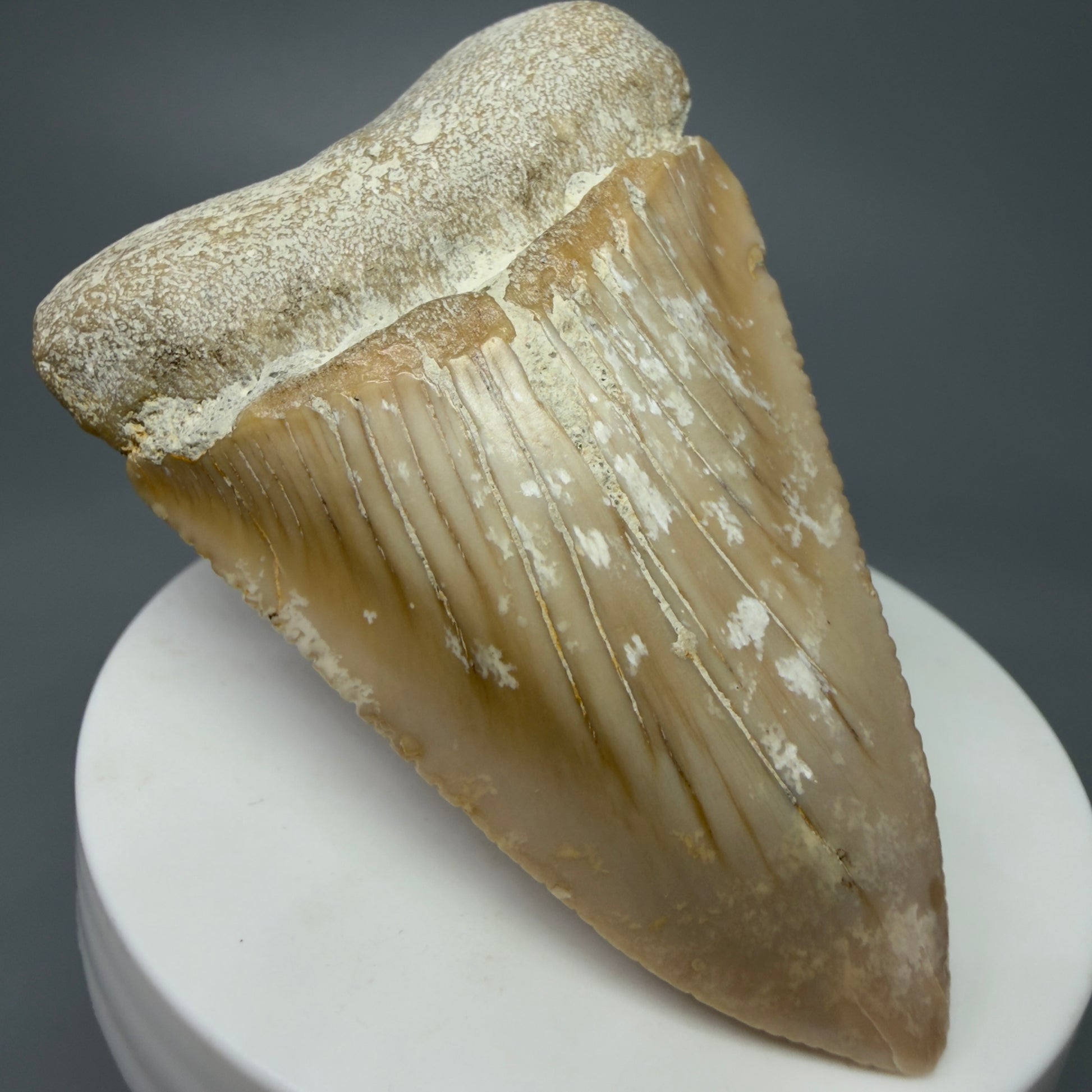 Front Left View Very Large - Colorful 2.76" Fossil Great White Shark Tooth from B. California GW1238 