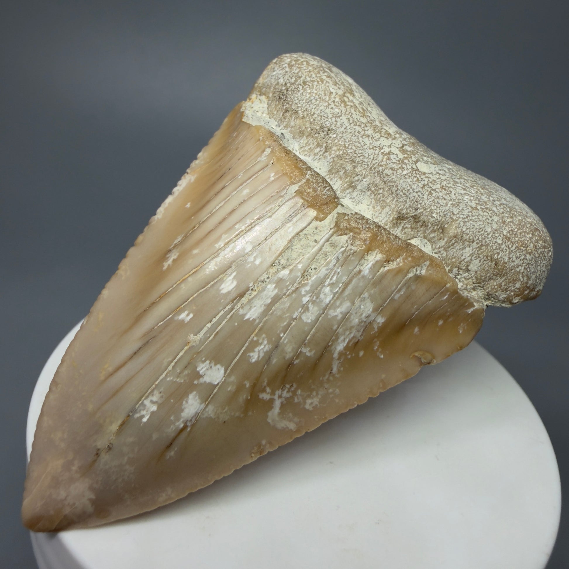 Front Right View Very Large - Colorful 2.76" Fossil Great White Shark Tooth from B. California GW1238 