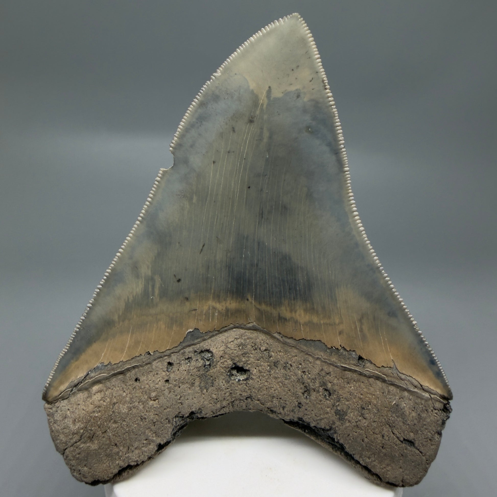 Back View Colorful, sharply serrated 3.97" Fossil Megalodon Tooth from South Carolina CM6329
