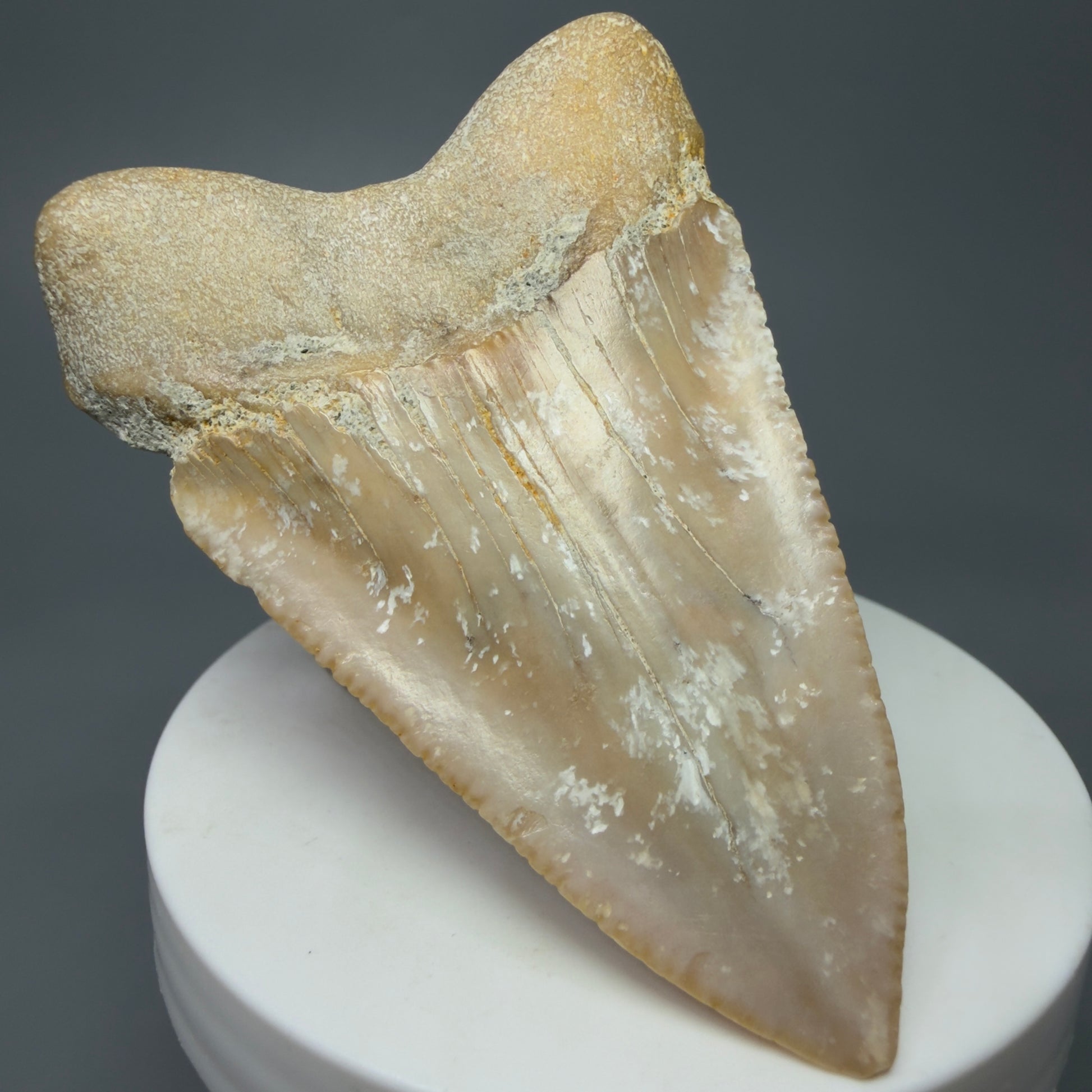 Back Left View Very Large - Colorful 2.76" Fossil Great White Shark Tooth from B. California GW1238 