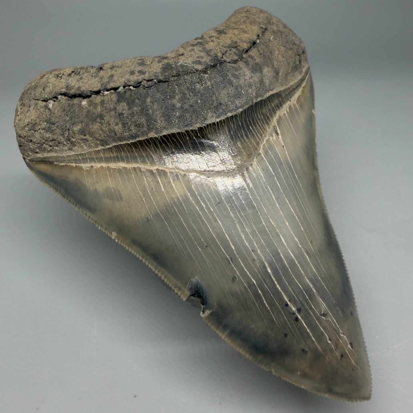 Front Left View Colorful, sharply serrated 3.97" Fossil Megalodon Tooth from South Carolina CM6329