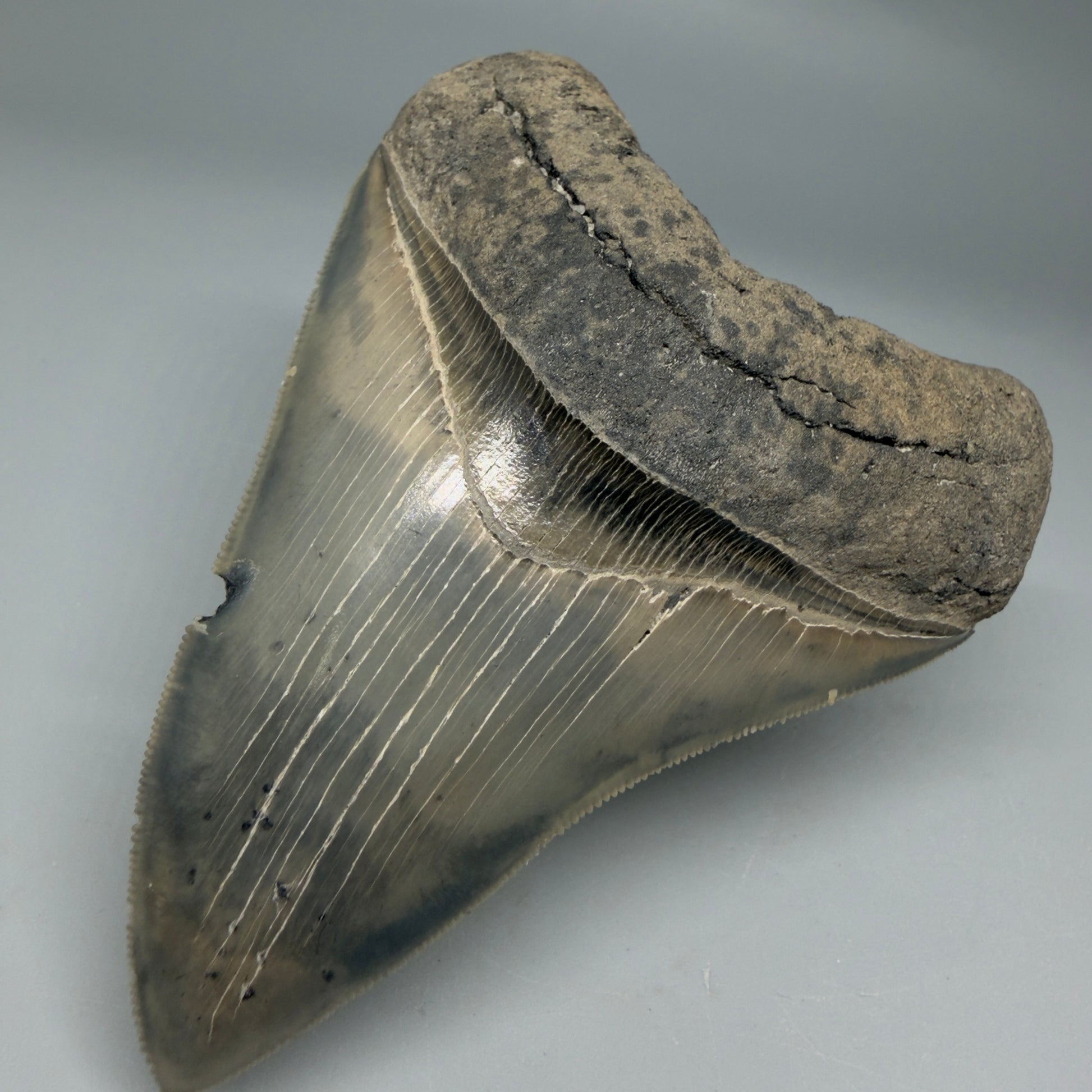Front Right View Colorful, sharply serrated 3.97" Fossil Megalodon Tooth from South Carolina CM6329