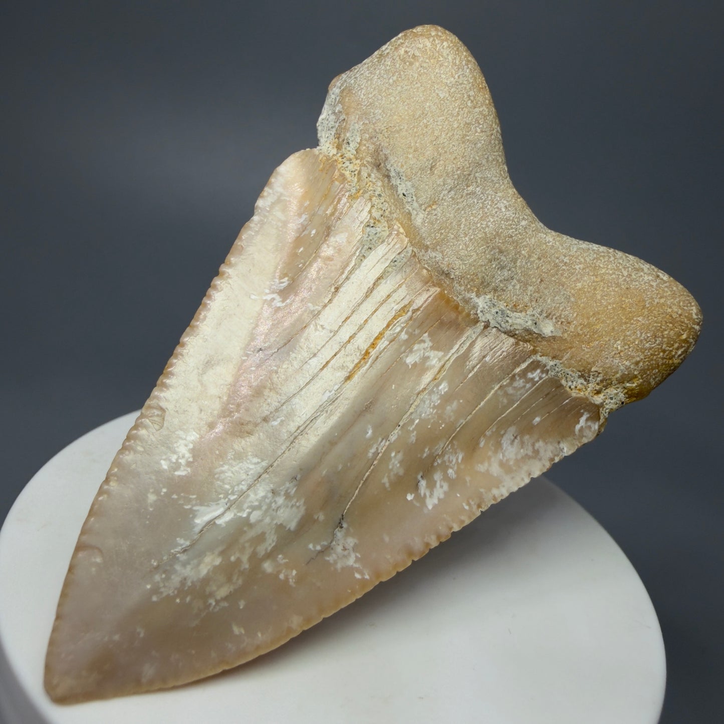 Back Right View Very Large - Colorful 2.76" Fossil Great White Shark Tooth from B. California GW1238 