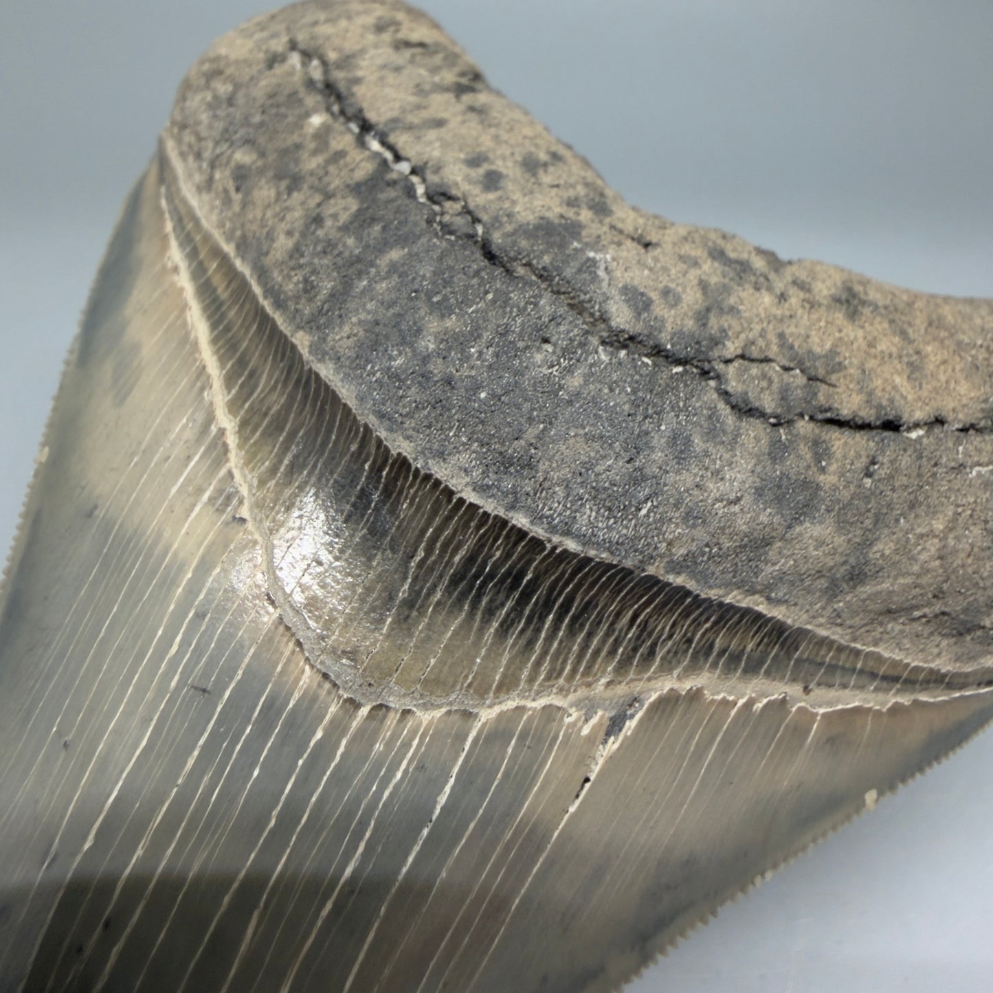 Bourlette Detail View Colorful, sharply serrated 3.97" Fossil Megalodon Tooth from South Carolina CM6329