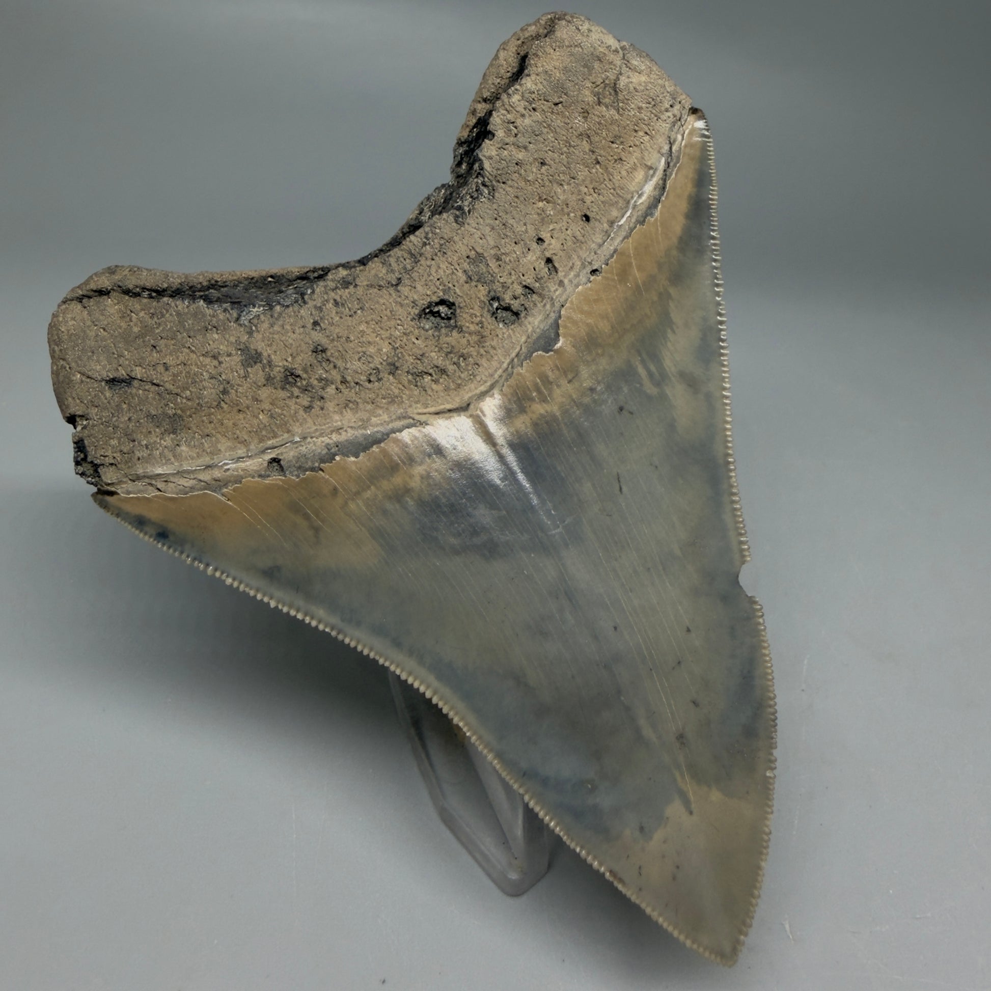Back Left View Colorful, sharply serrated 3.97" Fossil Megalodon Tooth from South Carolina CM6329