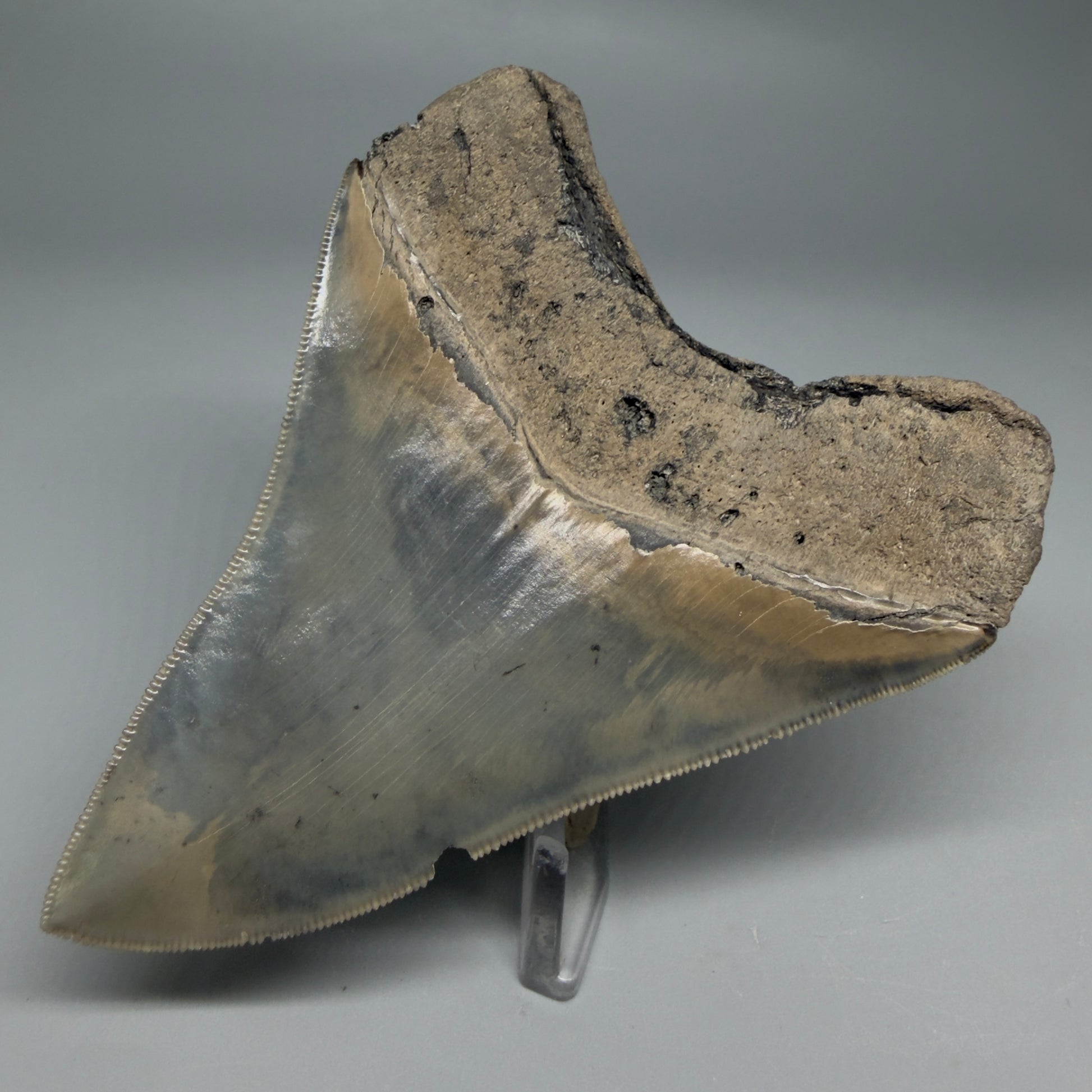 Back Right View Colorful, sharply serrated 3.97" Fossil Megalodon Tooth from South Carolina CM6329