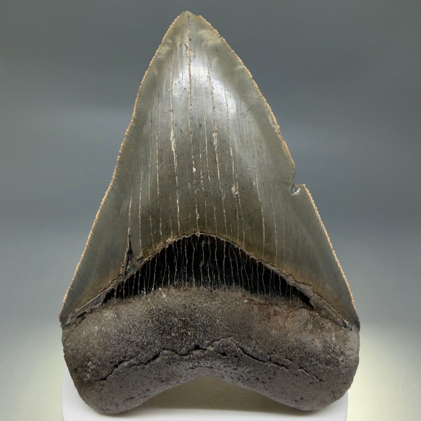 Front View Colorful, sharply serrated 3.75" Fossil Megalodon Tooth from South Carolina CM6328 - 2