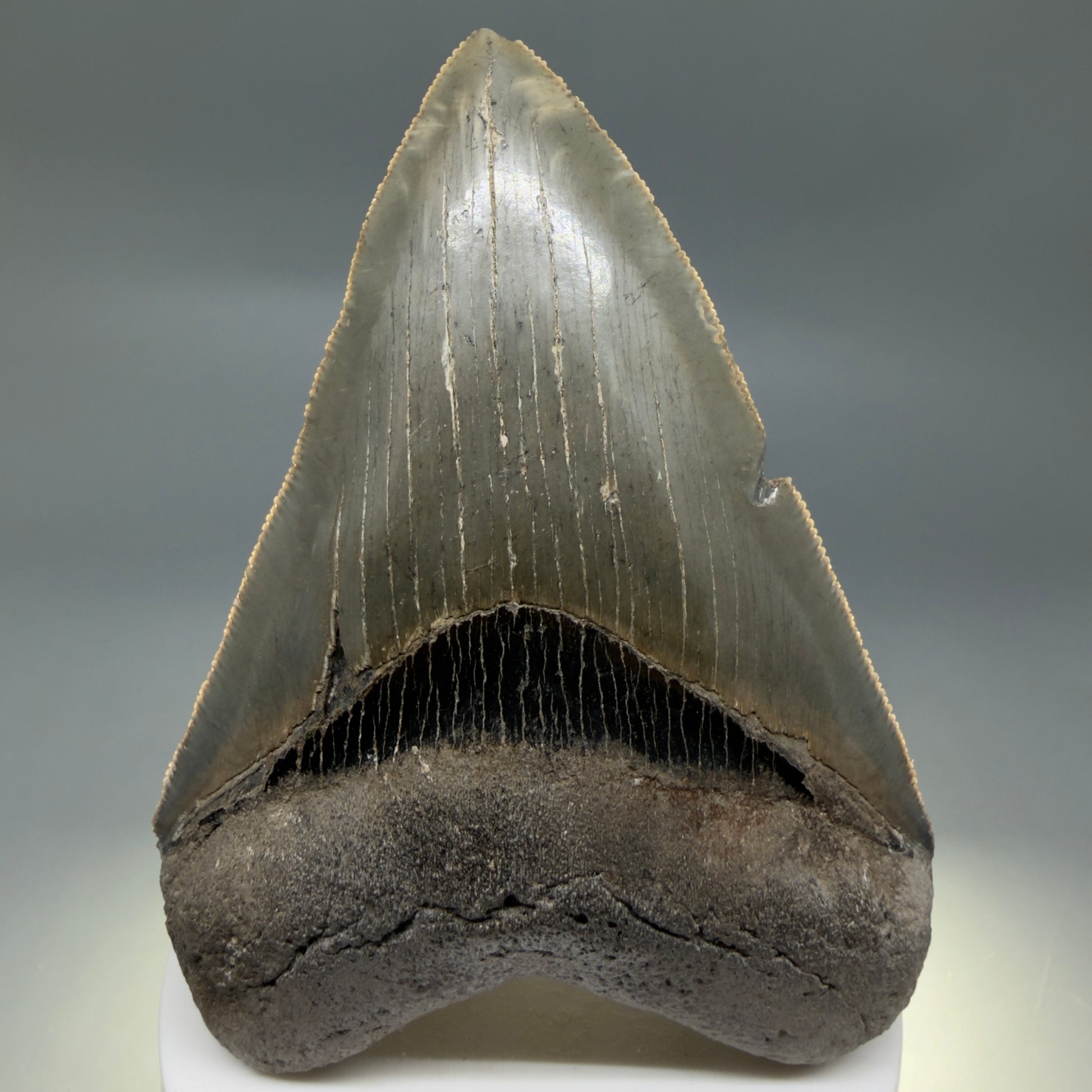 Front View Colorful, sharply serrated 3.75" Fossil Megalodon Tooth from South Carolina CM6328 - 2