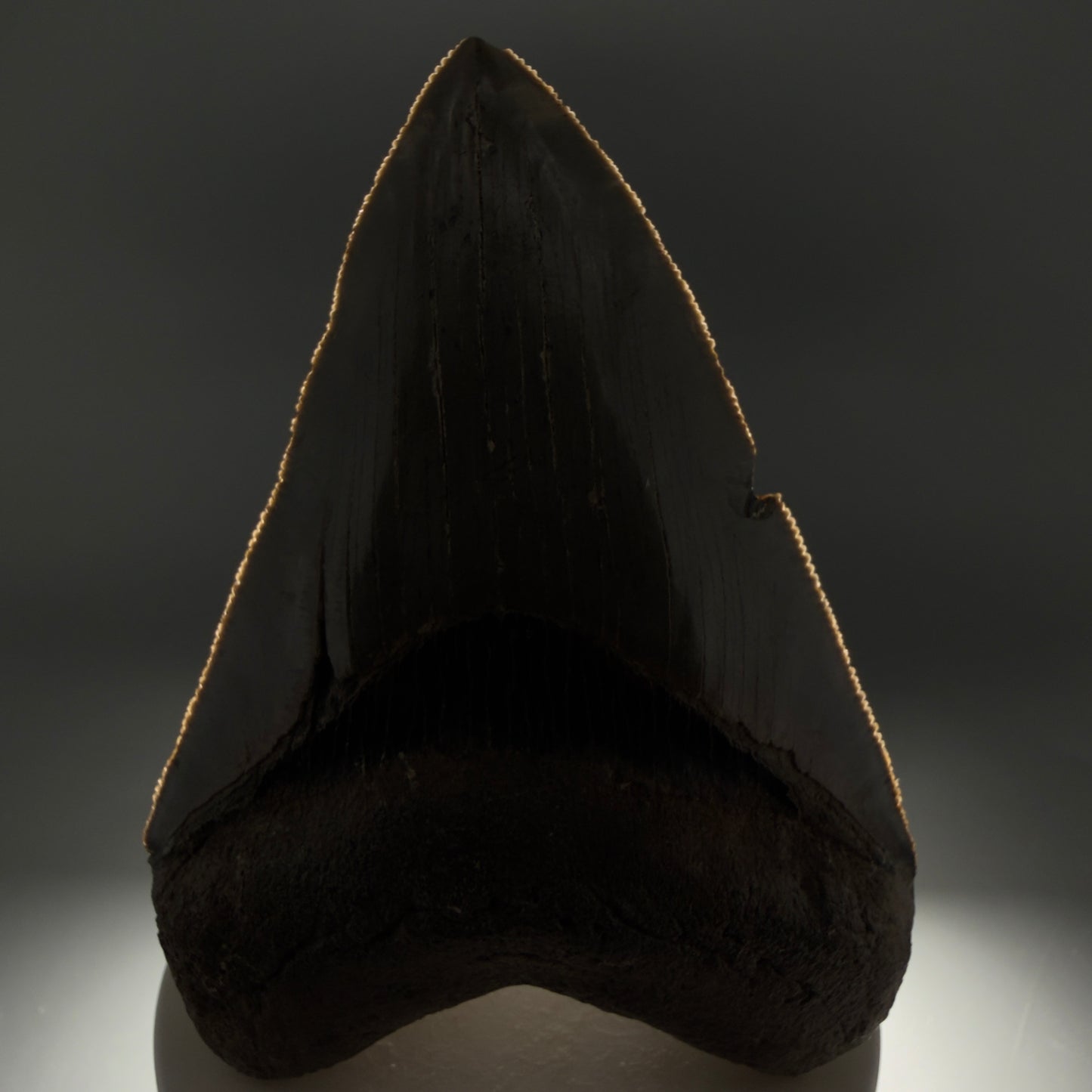 Front View Colorful, sharply serrated 3.75" Fossil Megalodon Tooth from South Carolina CM6328 - 1