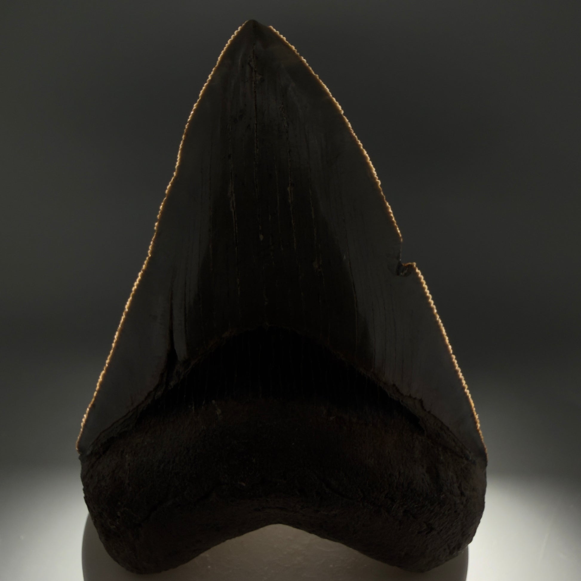 Front View Colorful, sharply serrated 3.75" Fossil Megalodon Tooth from South Carolina CM6328 - 1