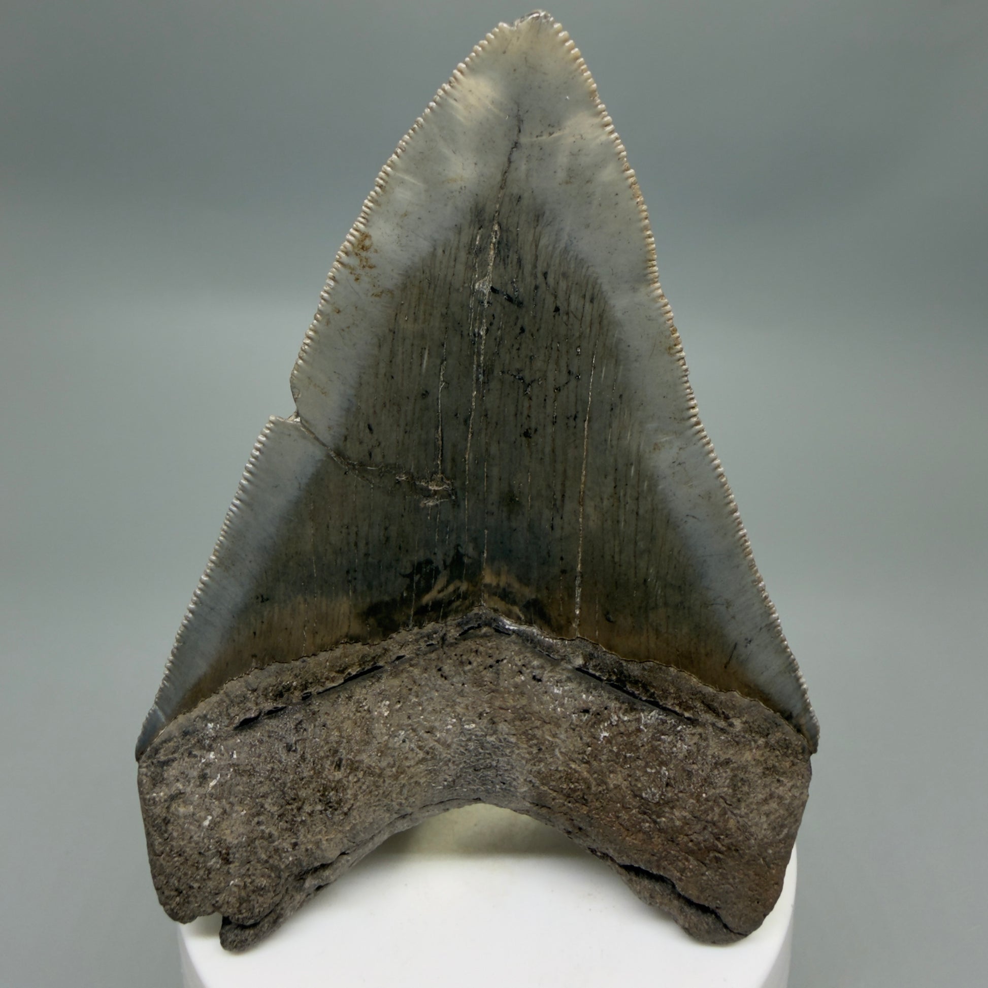 Back View Colorful, sharply serrated 3.75" Fossil Megalodon Tooth from South Carolina CM6328