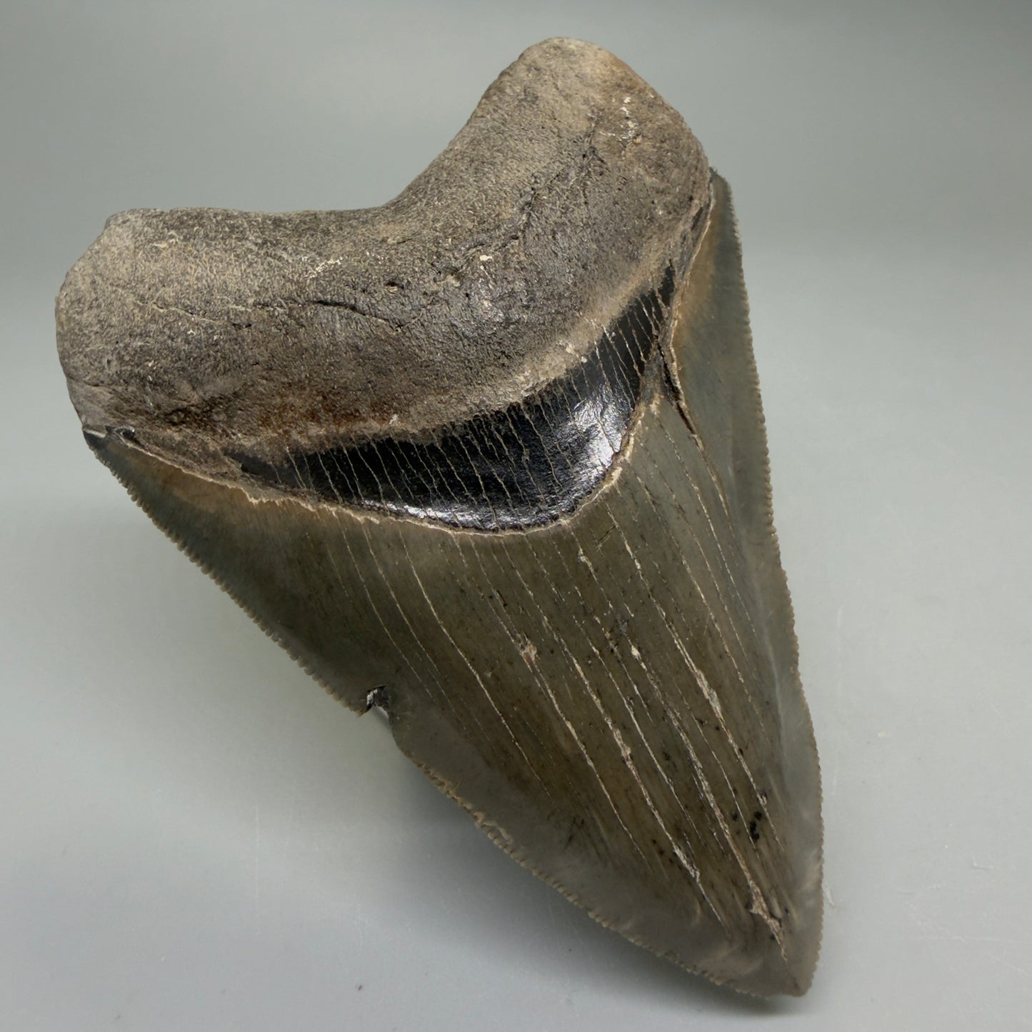 Front Left View Colorful, sharply serrated 3.75" Fossil Megalodon Tooth from South Carolina CM6328