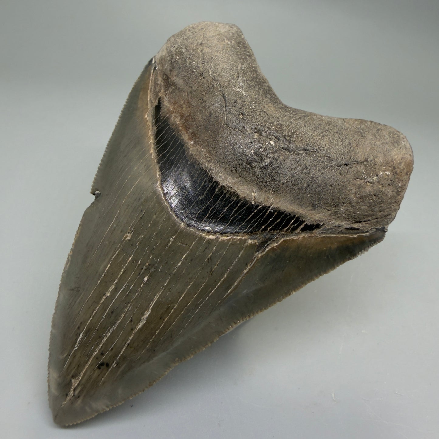 Front Right View Colorful, sharply serrated 3.75" Fossil Megalodon Tooth from South Carolina CM6328